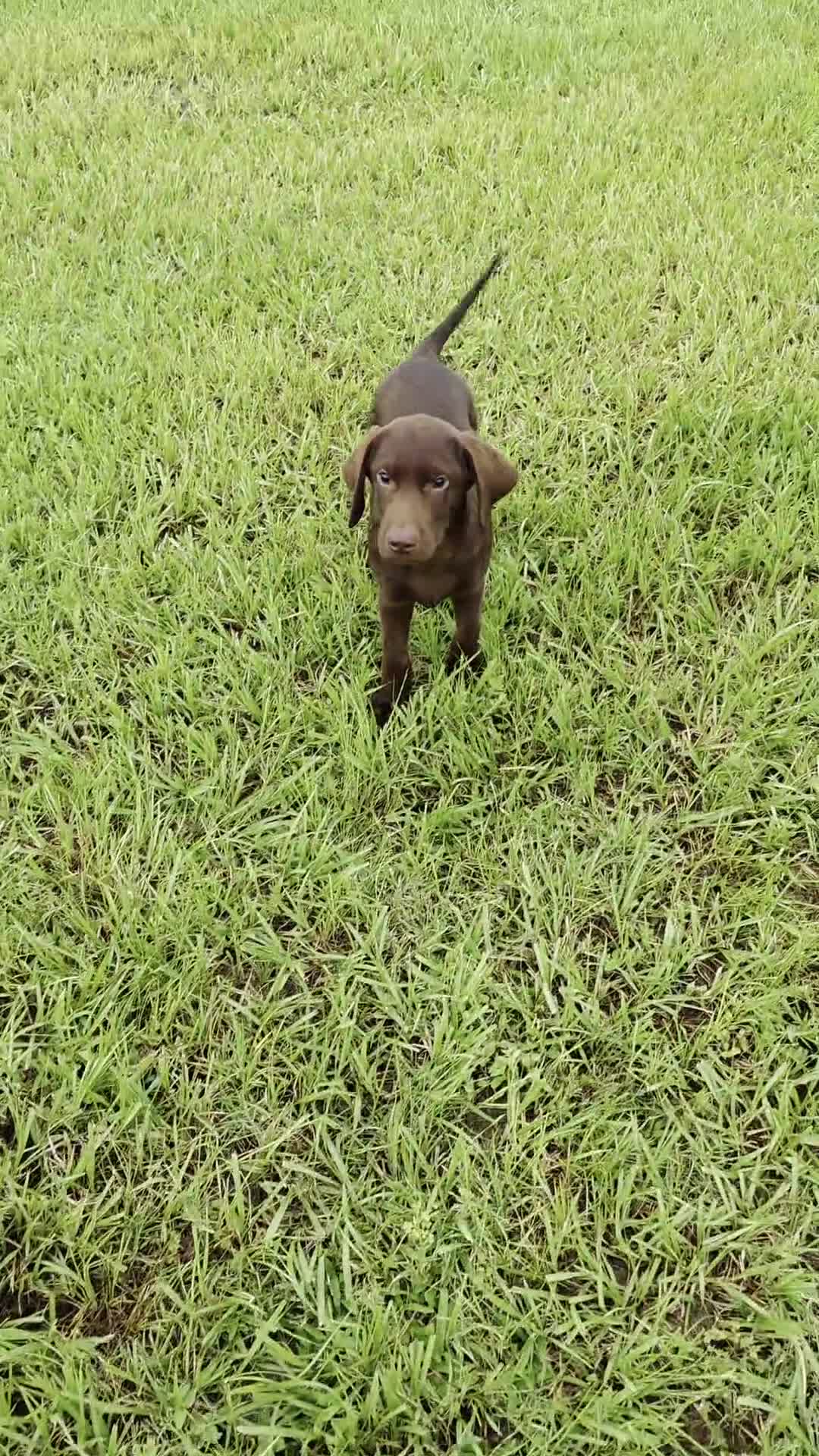 Labrador Retriever dogs for sale: Stella - Video 1