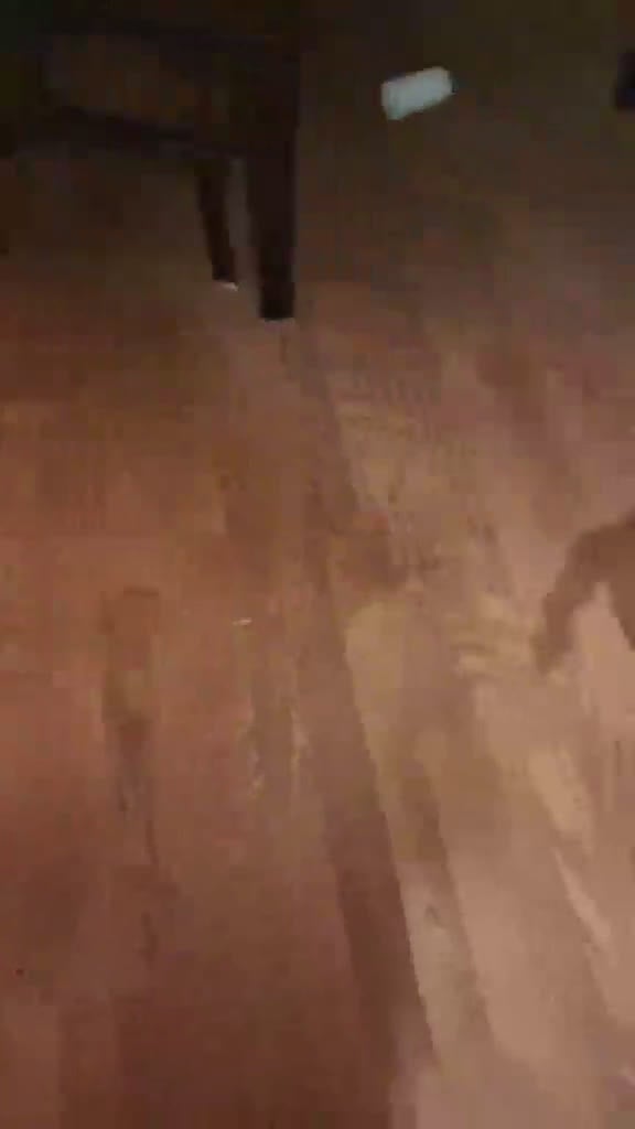 Cockapoo dogs for sale: Muffin - Video 1