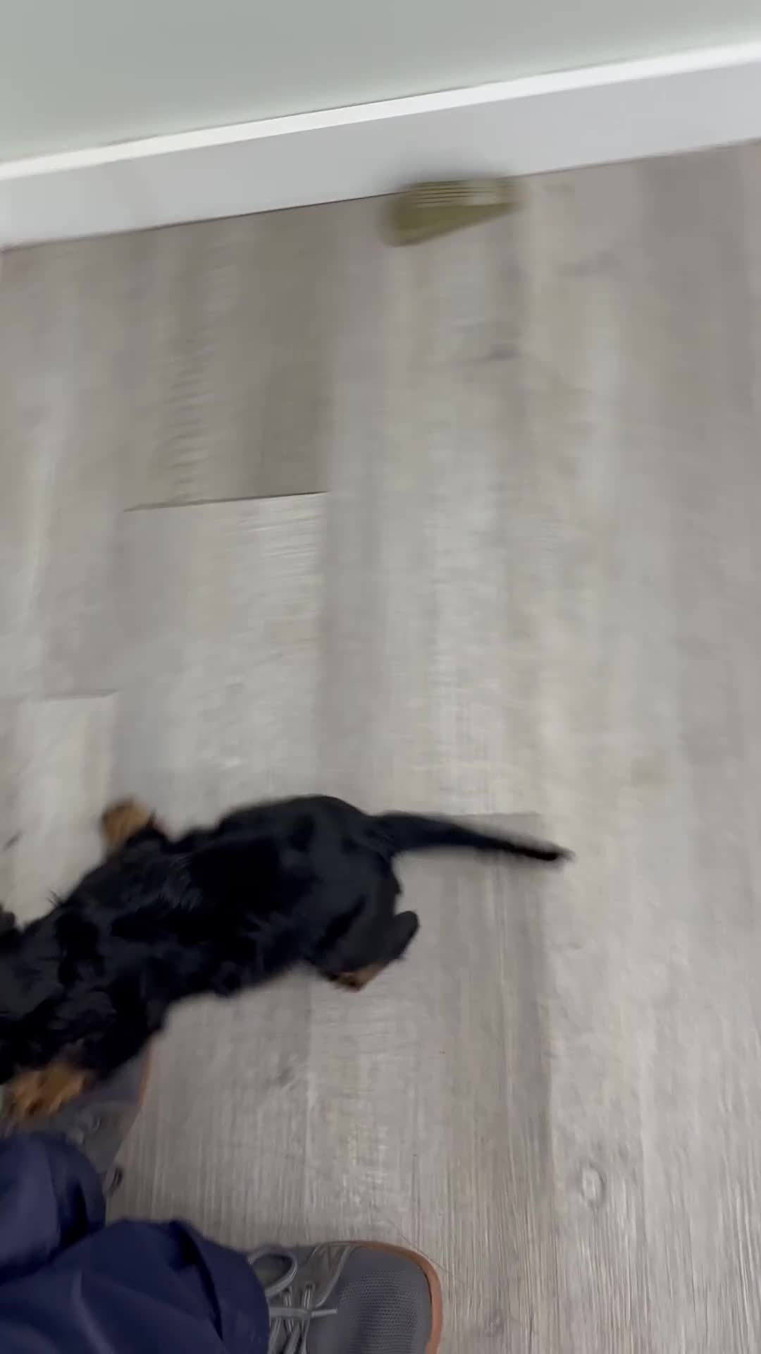 Cavalier King Charles Spaniel dogs for sale: Daisy - Video 1