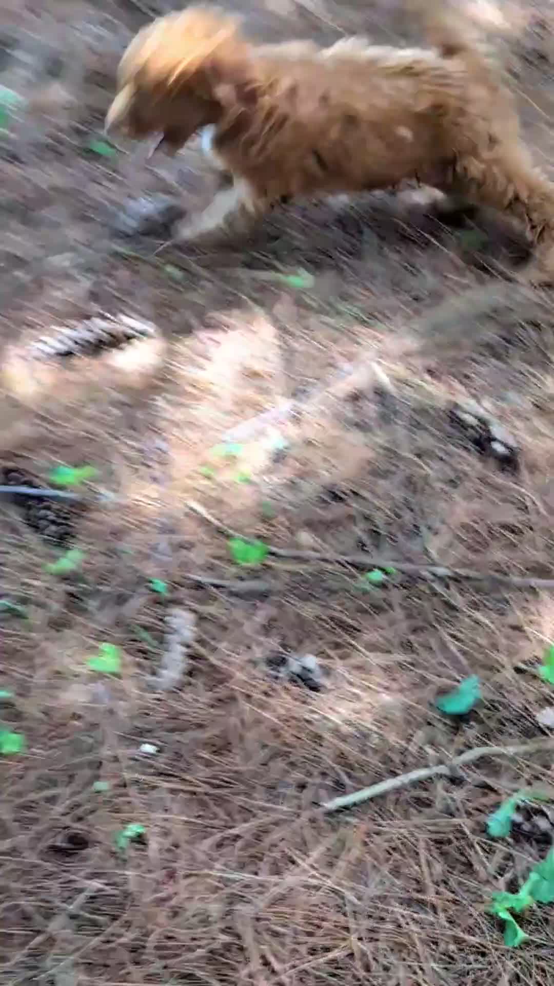 Mini Goldendoodle dogs for sale: Toby - Video 1