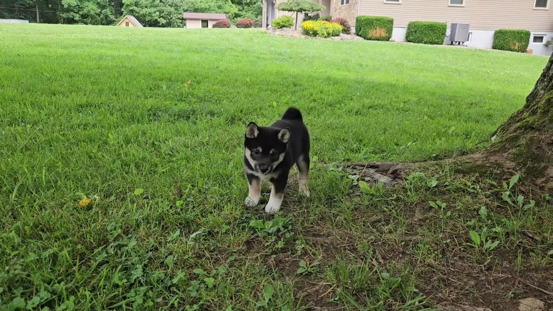 Shiba Inu dogs for sale: Holly - Video 1