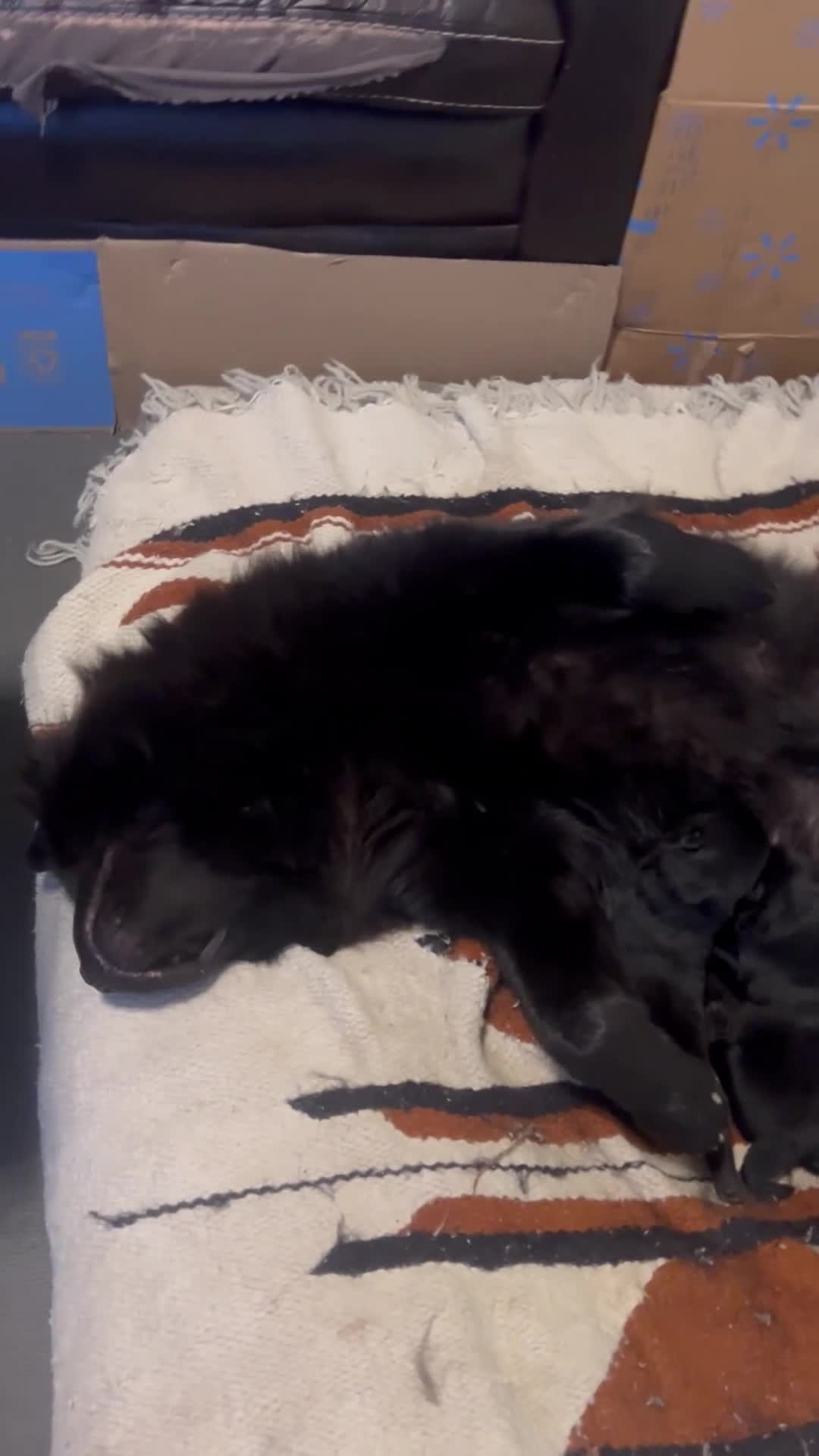 Chow Chow dogs for sale: Chow Chow Puppy 4 - Video 1