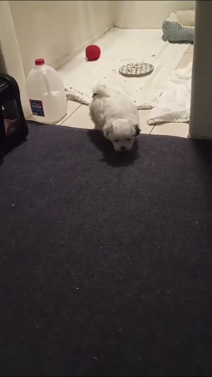 Shihpoo dogs for sale: Shihpoo 2 - Video 3