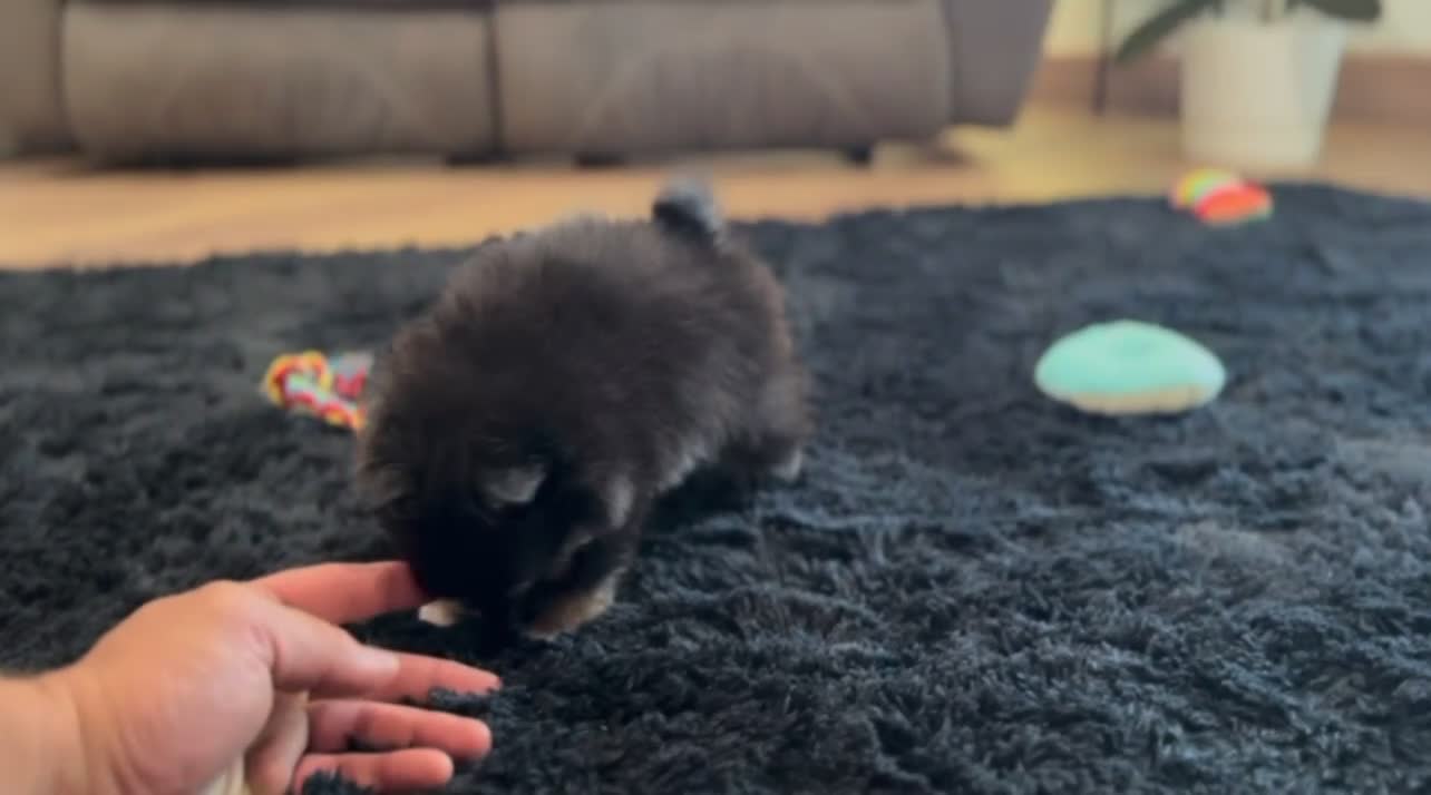 Pomeranian dogs for sale: Minnie - Video 1