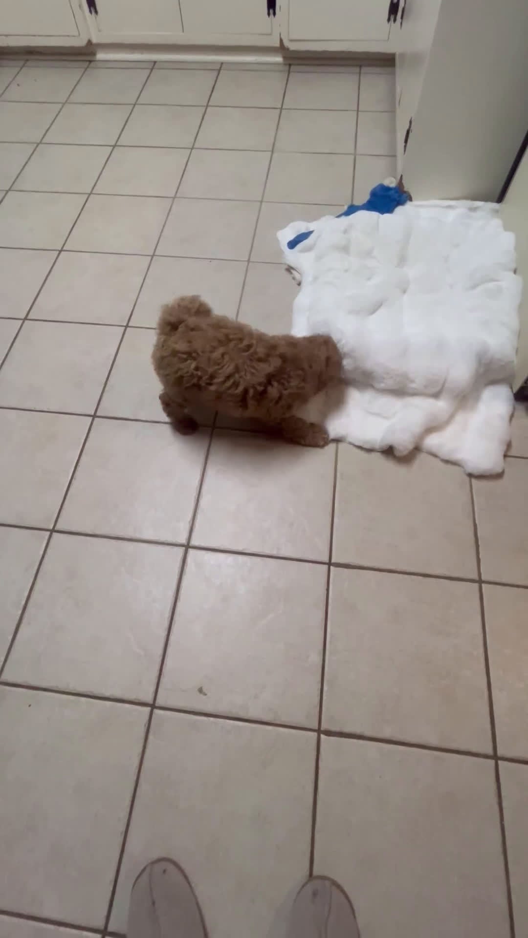 Mini Goldendoodle dogs for sale: Mini Goldendoodle Puppy Cream Puff - Video 1