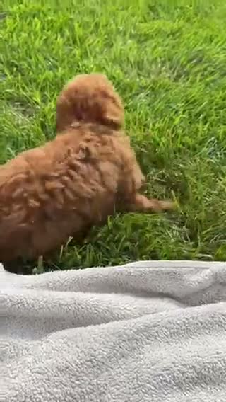 Miniature Labradoodle dogs for sale: Gigi - Video 2