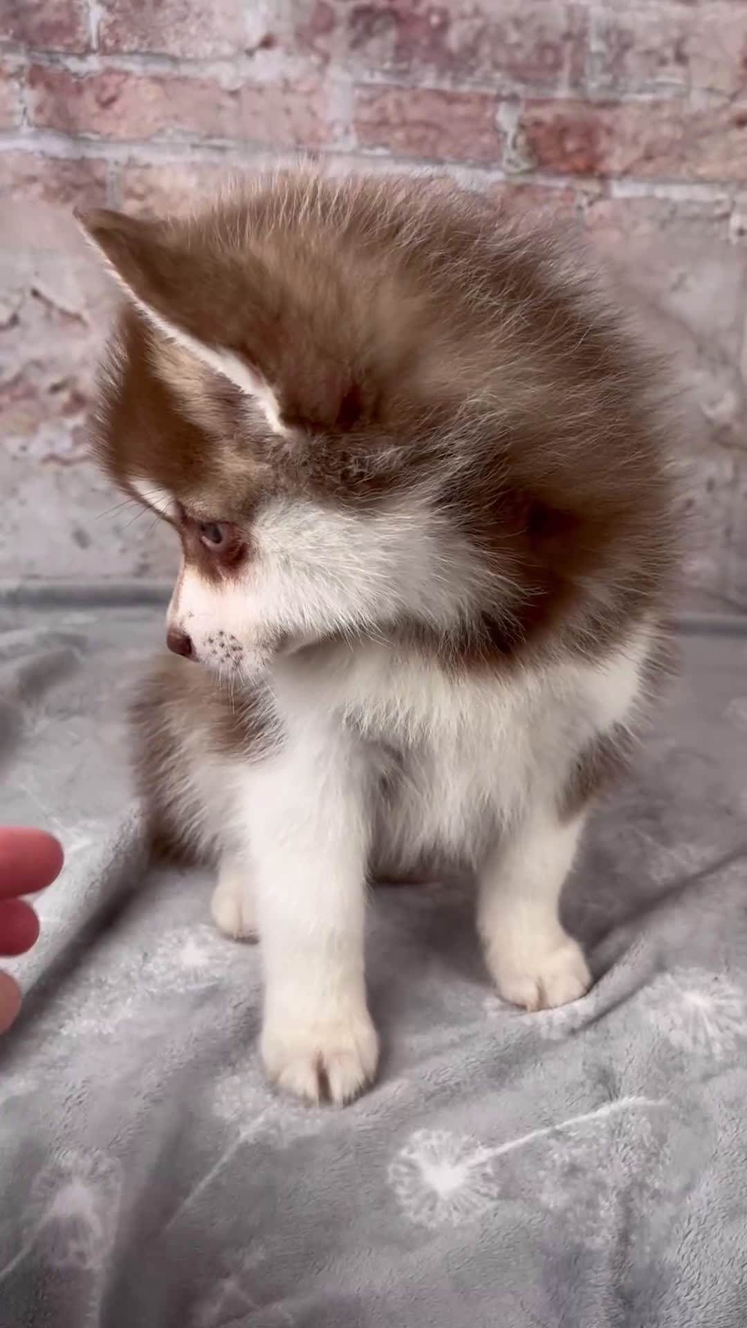 Pomsky dogs for sale: King - Video 1