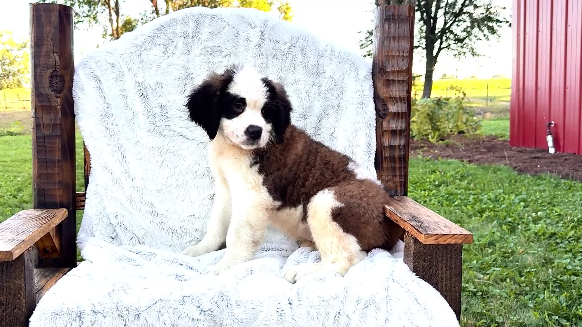Saint Bernard dogs for sale: Smarty - Video 1