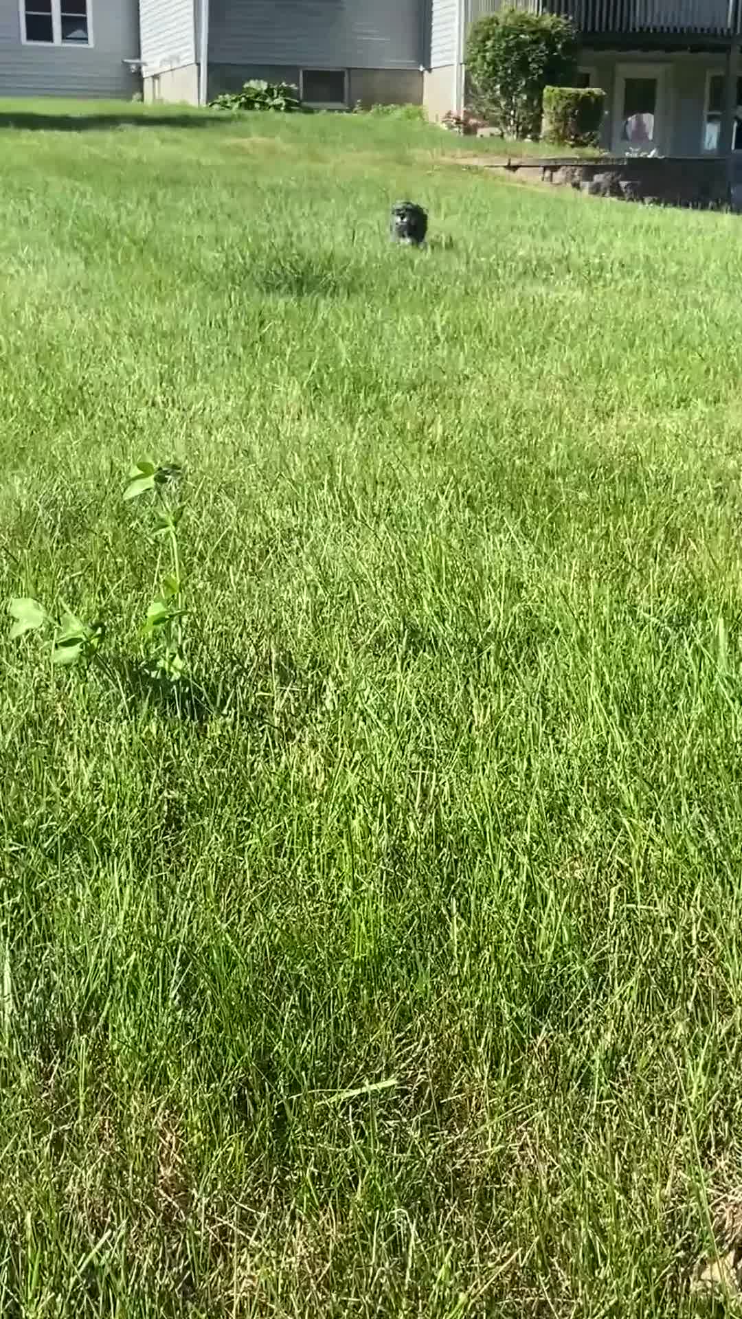 Miniature Schnauzer dogs for sale: Garrett - Video 1