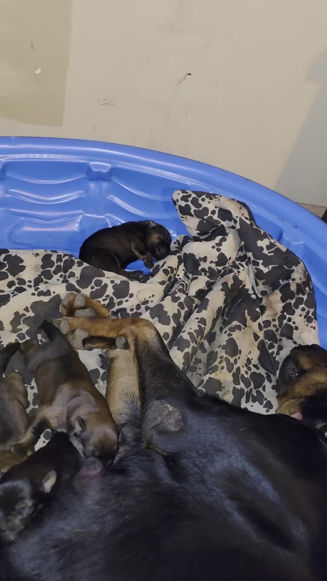 Mixed Breed dogs for sale: Mixed Breed 4 - Video 1