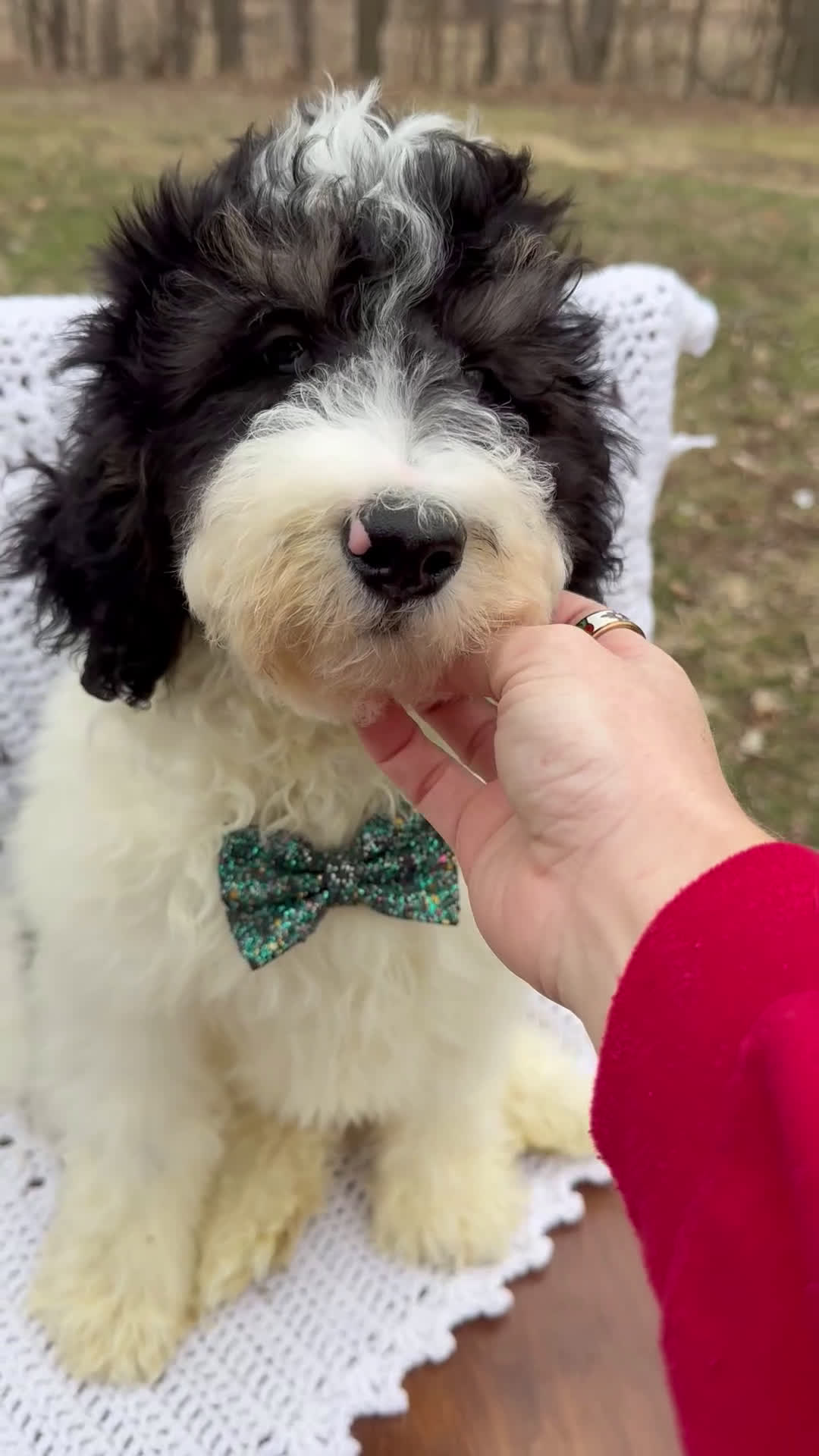 Mini Bernedoodle dogs for sale: Finnigan - Video 2