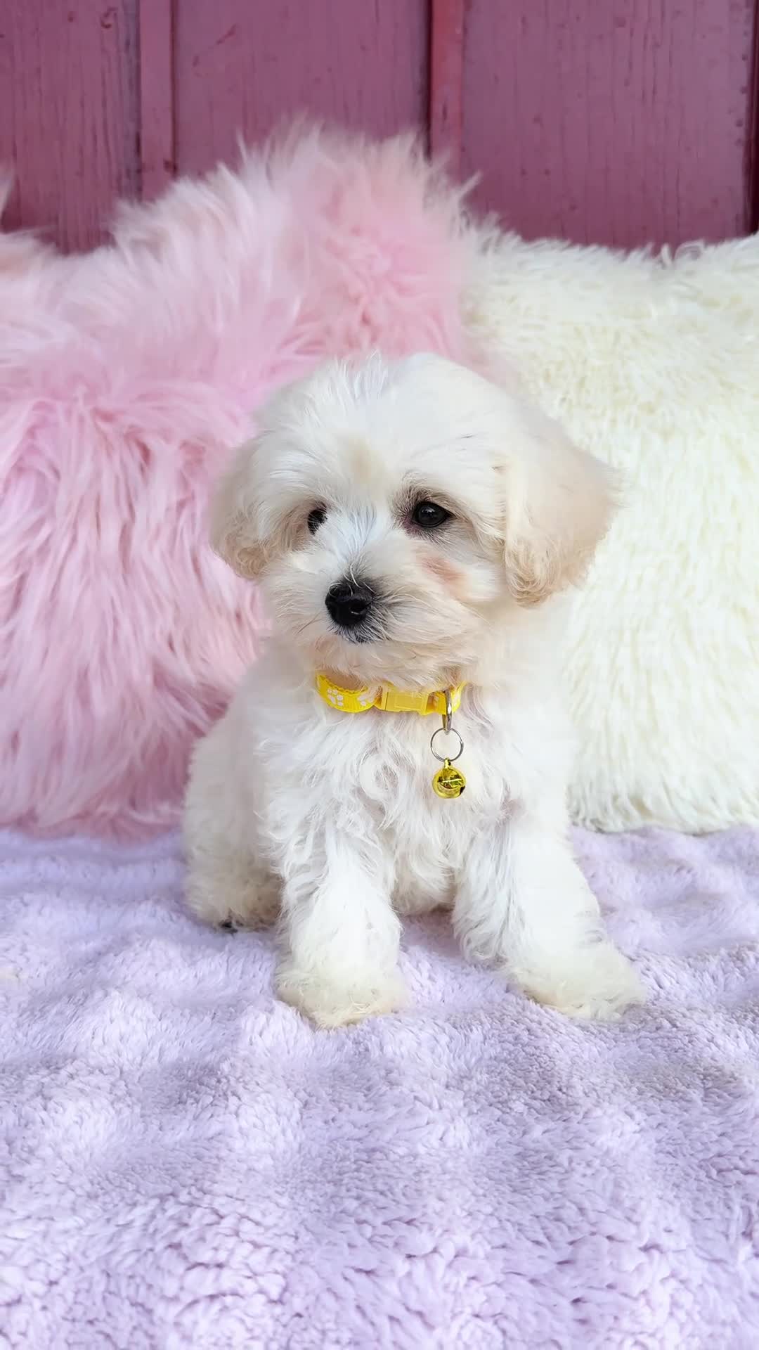 Maltipoo dogs for sale: 💛 Fluffy 💛 - Video 1