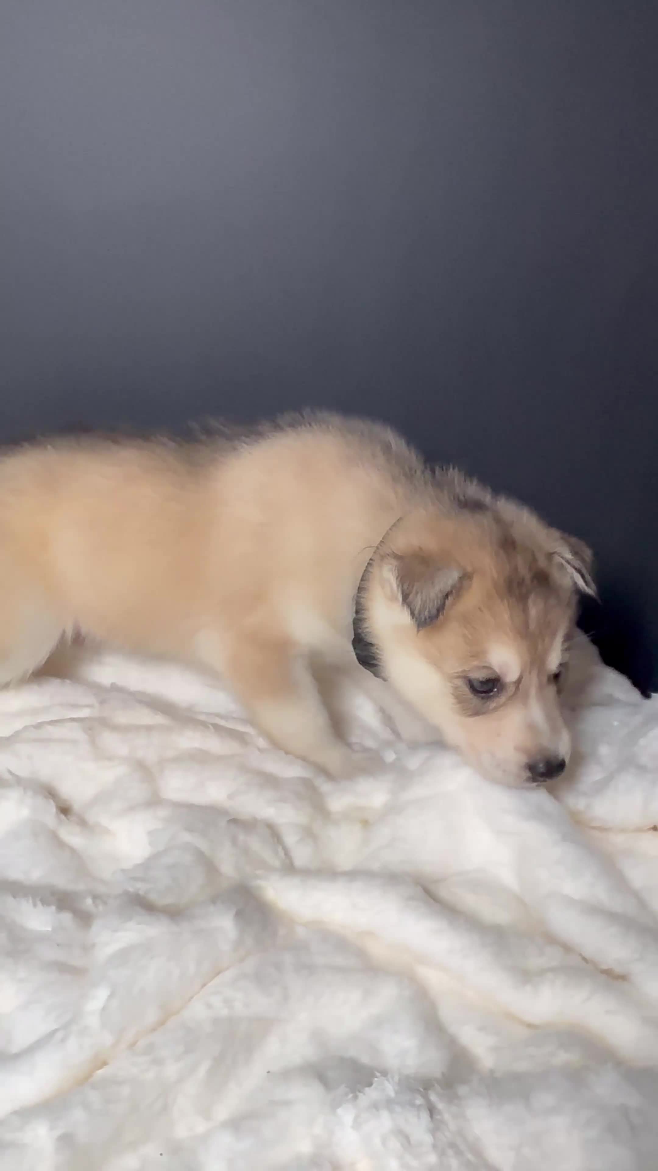 Siberian Husky dogs for sale: Maverick  - Video 1