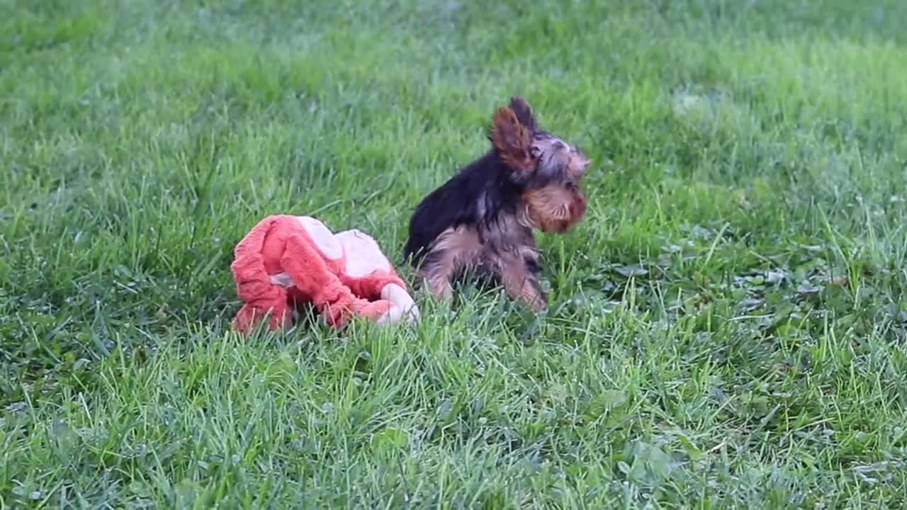 Yorkshire Terrier dogs for sale: Jay  - Video 2