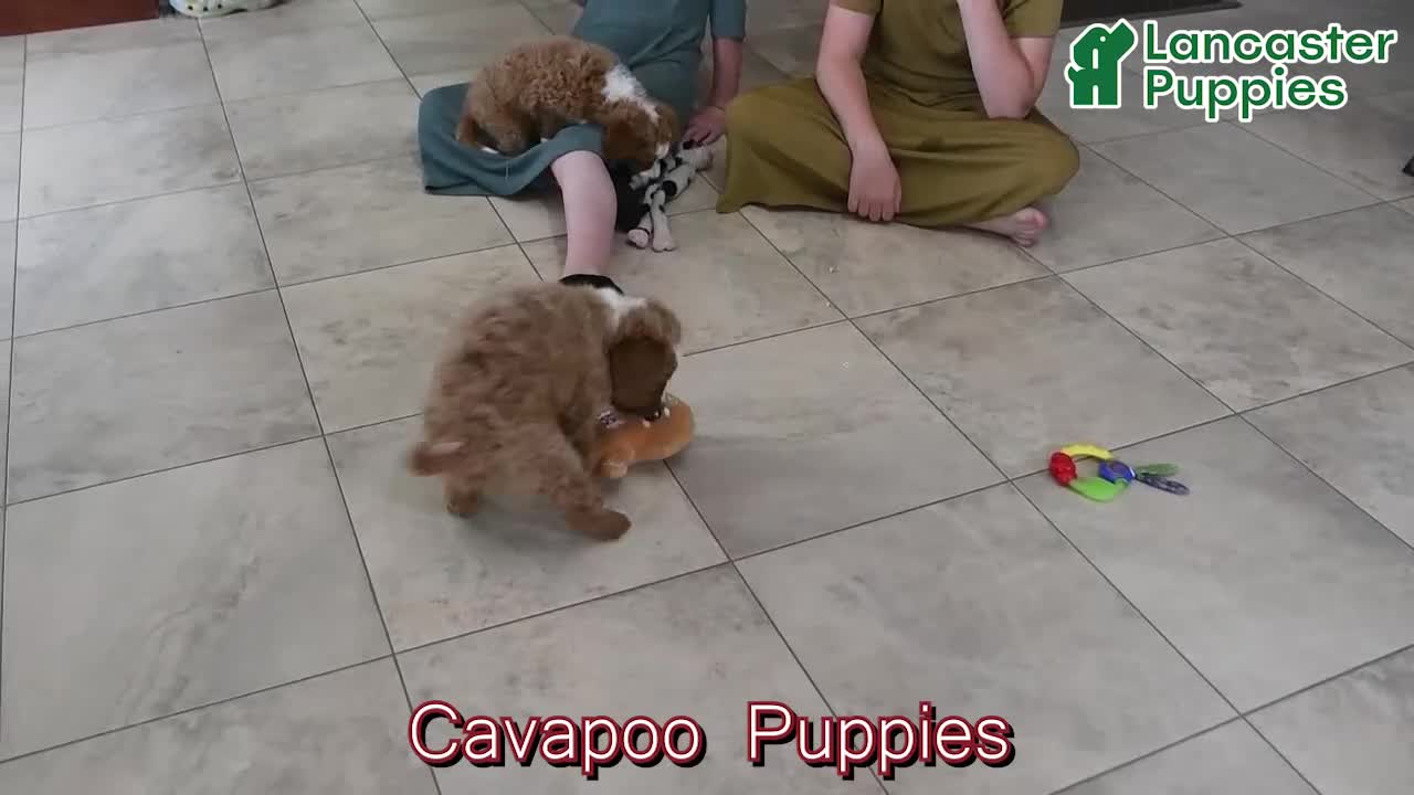 Cavapoo dogs for sale: Renita - Video 1
