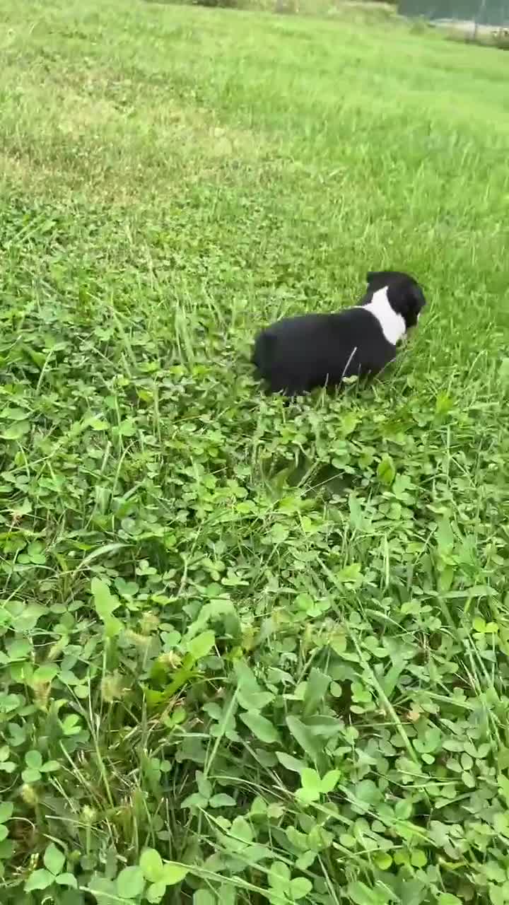 Boston Terrier dogs for sale: Milo - Video 1