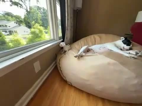 Chihuahua dogs for sale: Charlie - Video 1