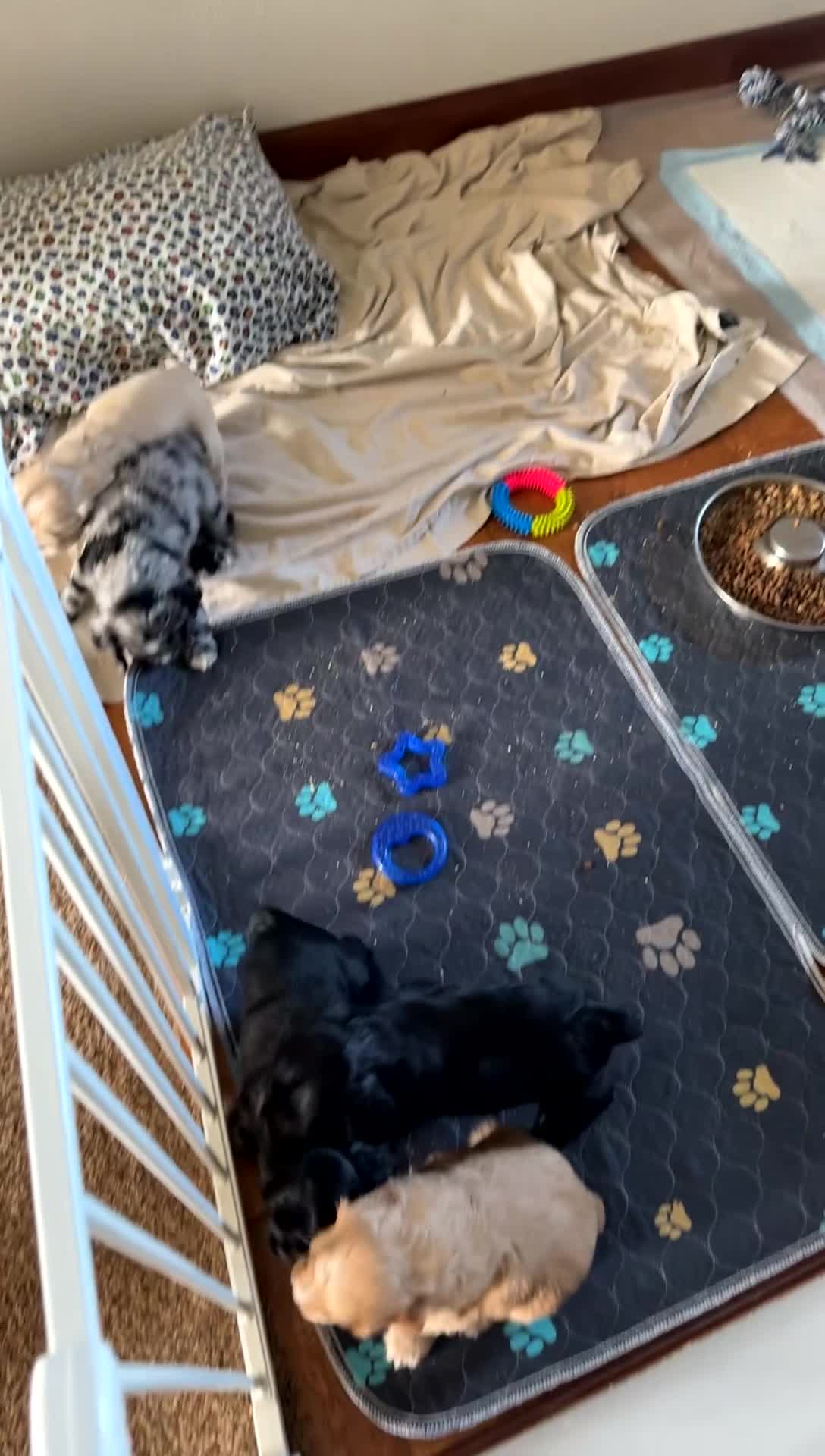 Cocker Spaniel dogs for sale: Cocker Spaniel 4- black with white on nose - Video 1
