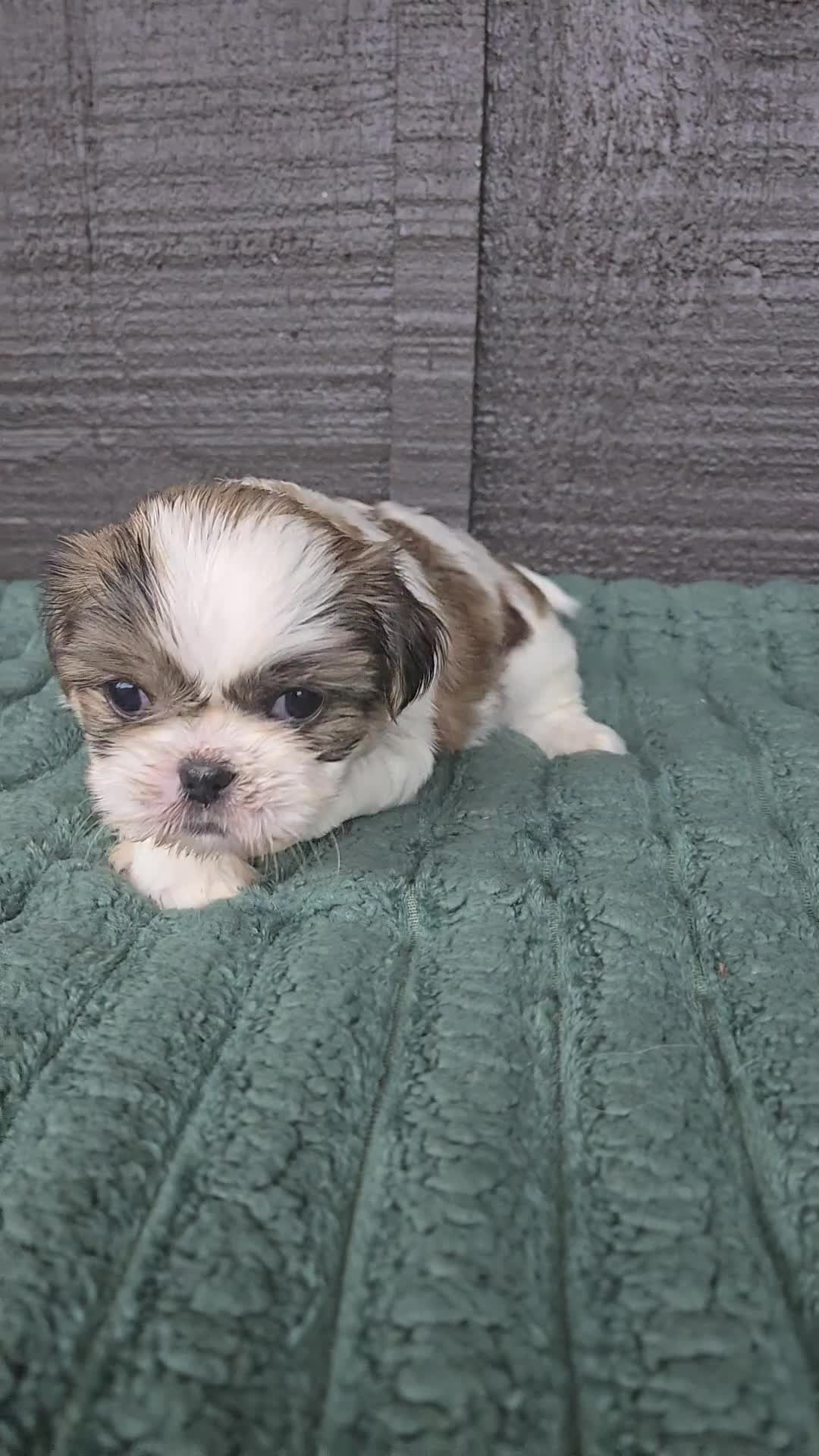 Mixed Breed dogs for sale: Shinese Duke - Video 1