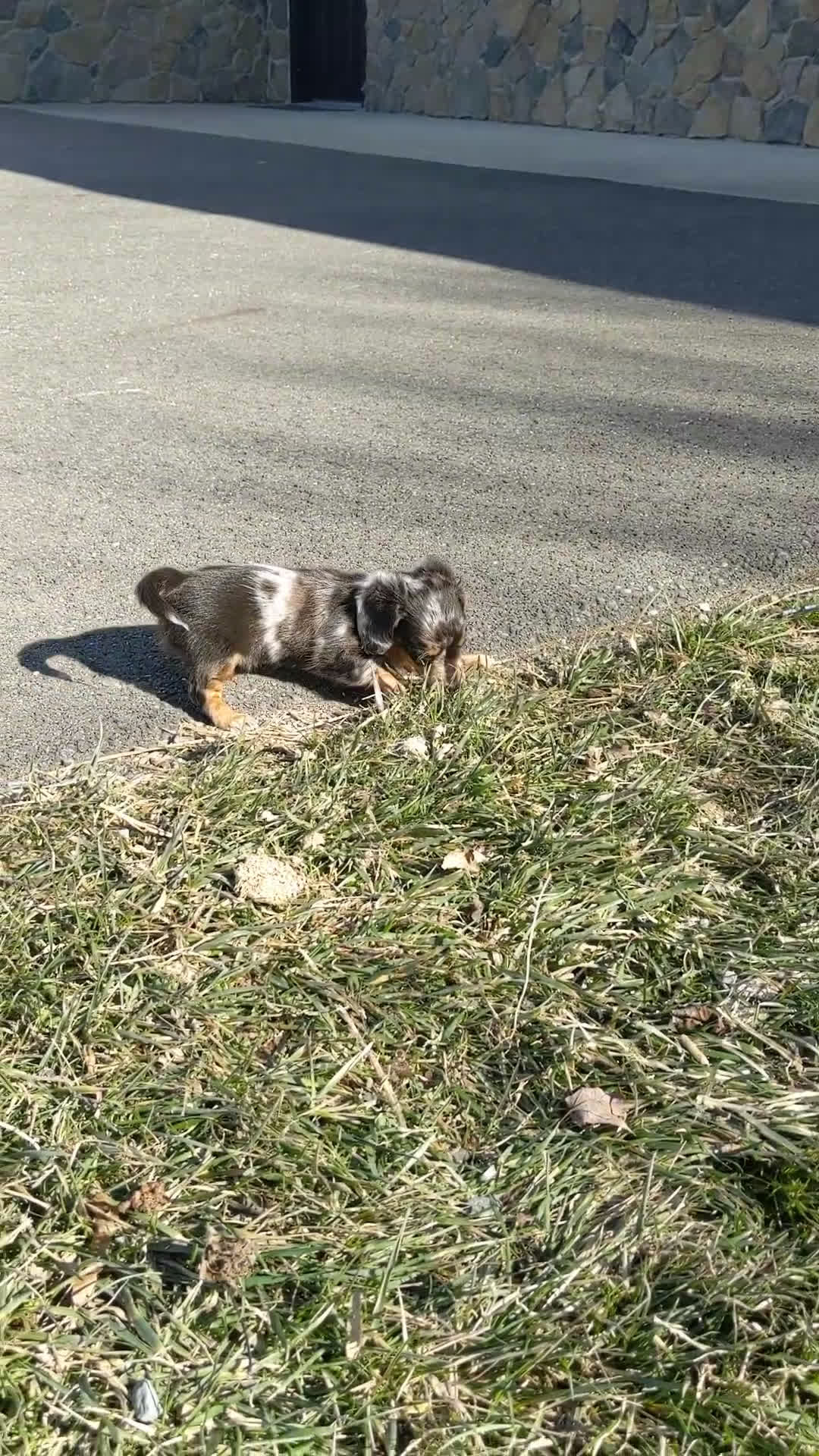 Miniature Dachshund dogs for sale: Pixie  - Video 1