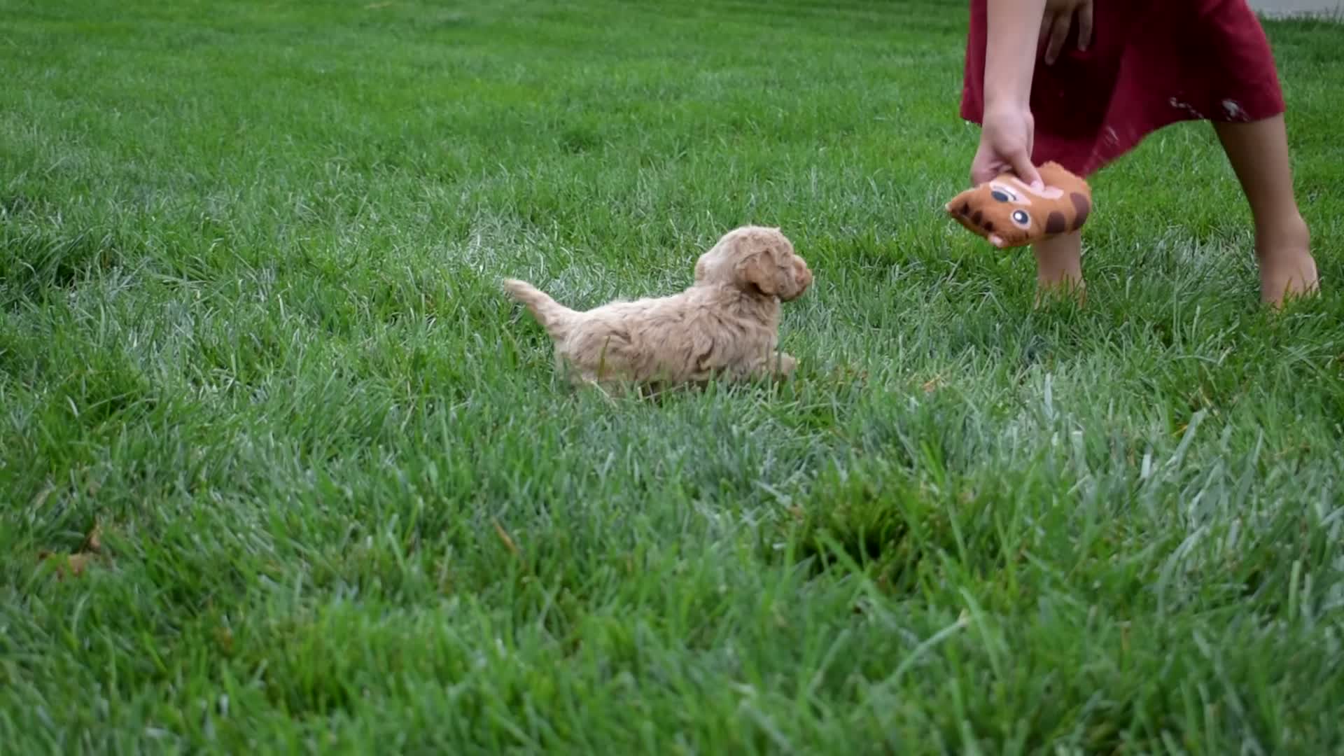 Bichpoo dogs for sale: Pumpkin Patch - Video 1