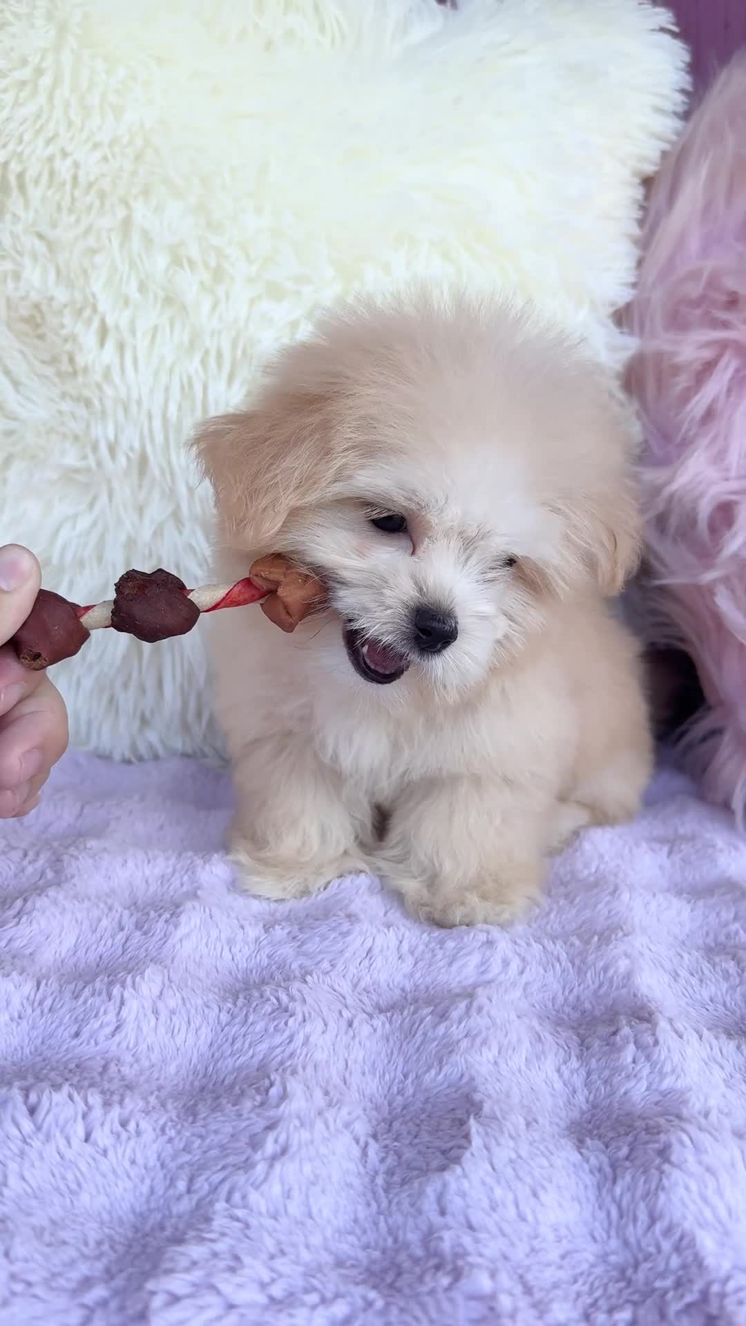 Malshi dogs for sale: 🩷 Cookie 🩷 - Video 1