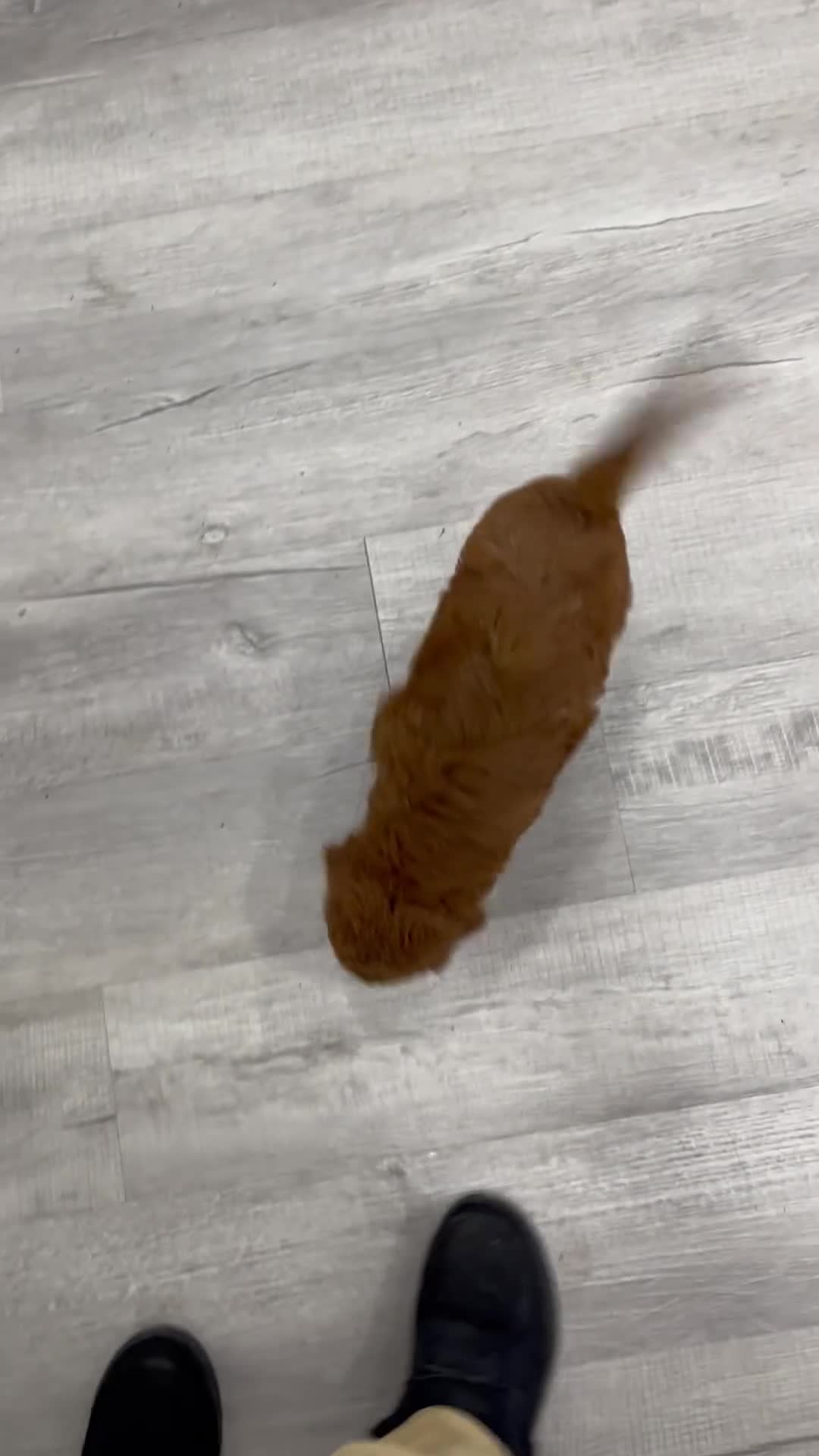 Mini Goldendoodle dogs for sale: Oscar - Video 1