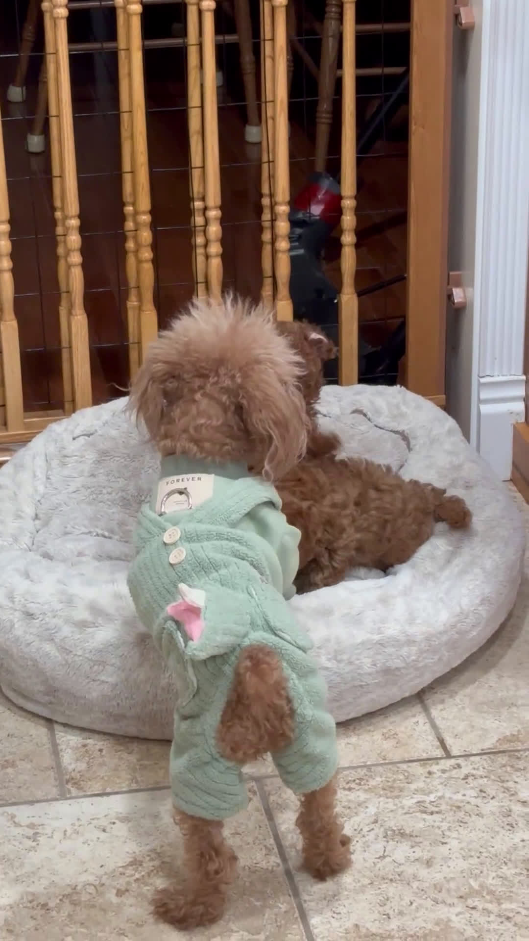 Toy Poodle dogs for sale: Toy Poodle Puppy 2 - Video 1