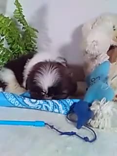 Shih Tzu dogs for sale: Cash - Video 1