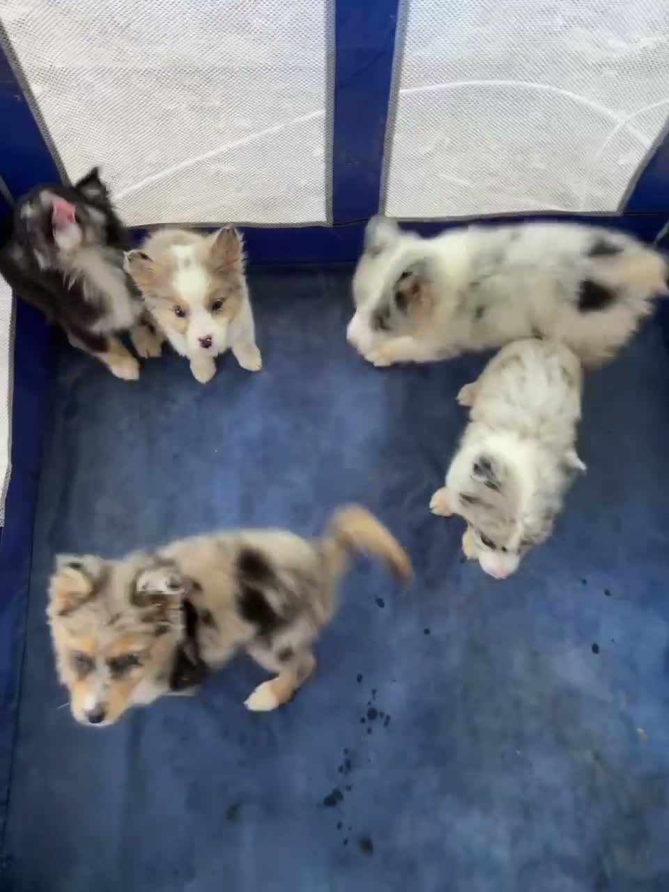 Australian Shepherd dogs for sale: Hershey - Video 1