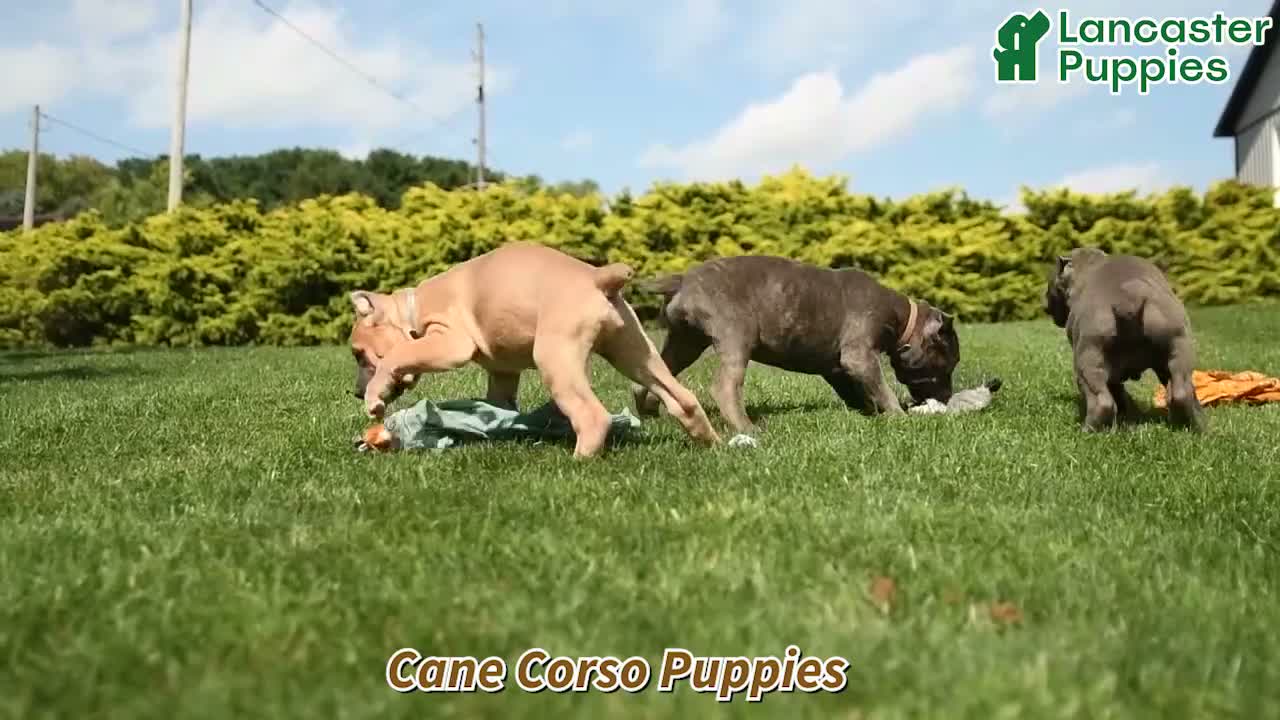 Cane Corso dogs for sale: Maverick  - Video 1