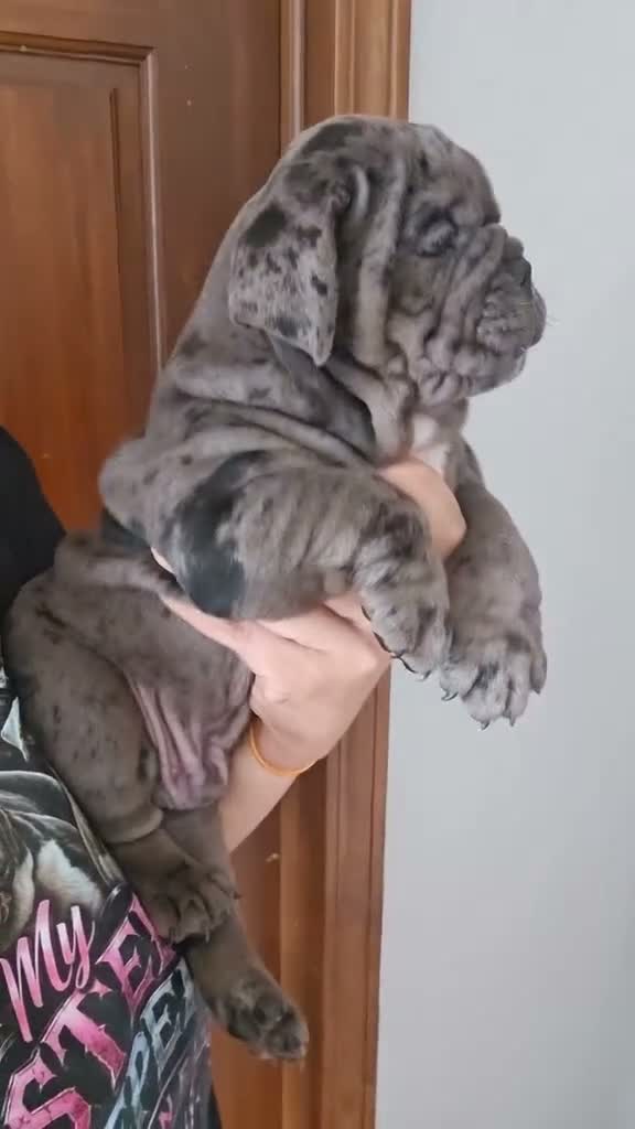 Olde English Bulldogge dogs for sale: Black Merle male  - Video 2