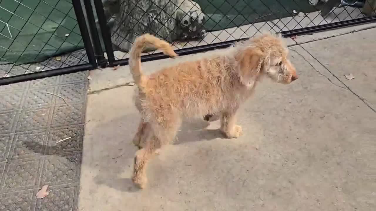 Labradoodle dogs for sale: Annie - Video 1