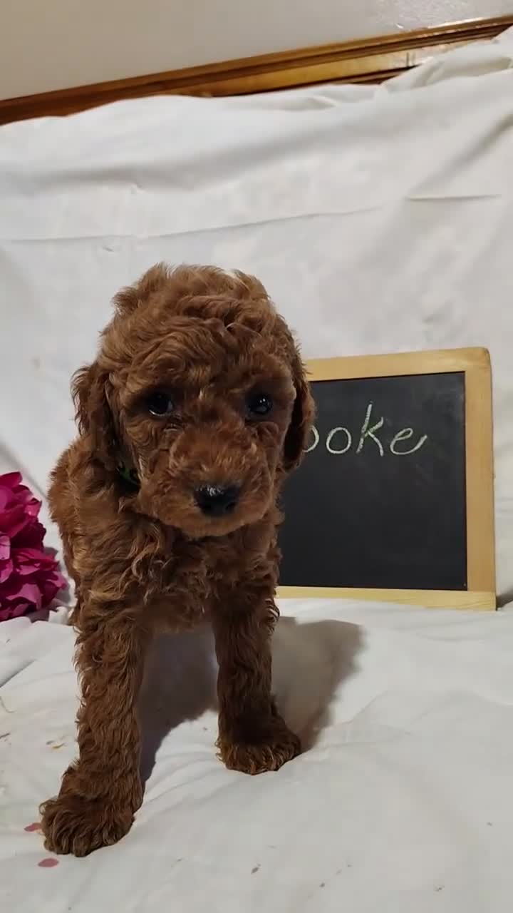 Mini Goldendoodle dogs for sale: Brooke - Video 1