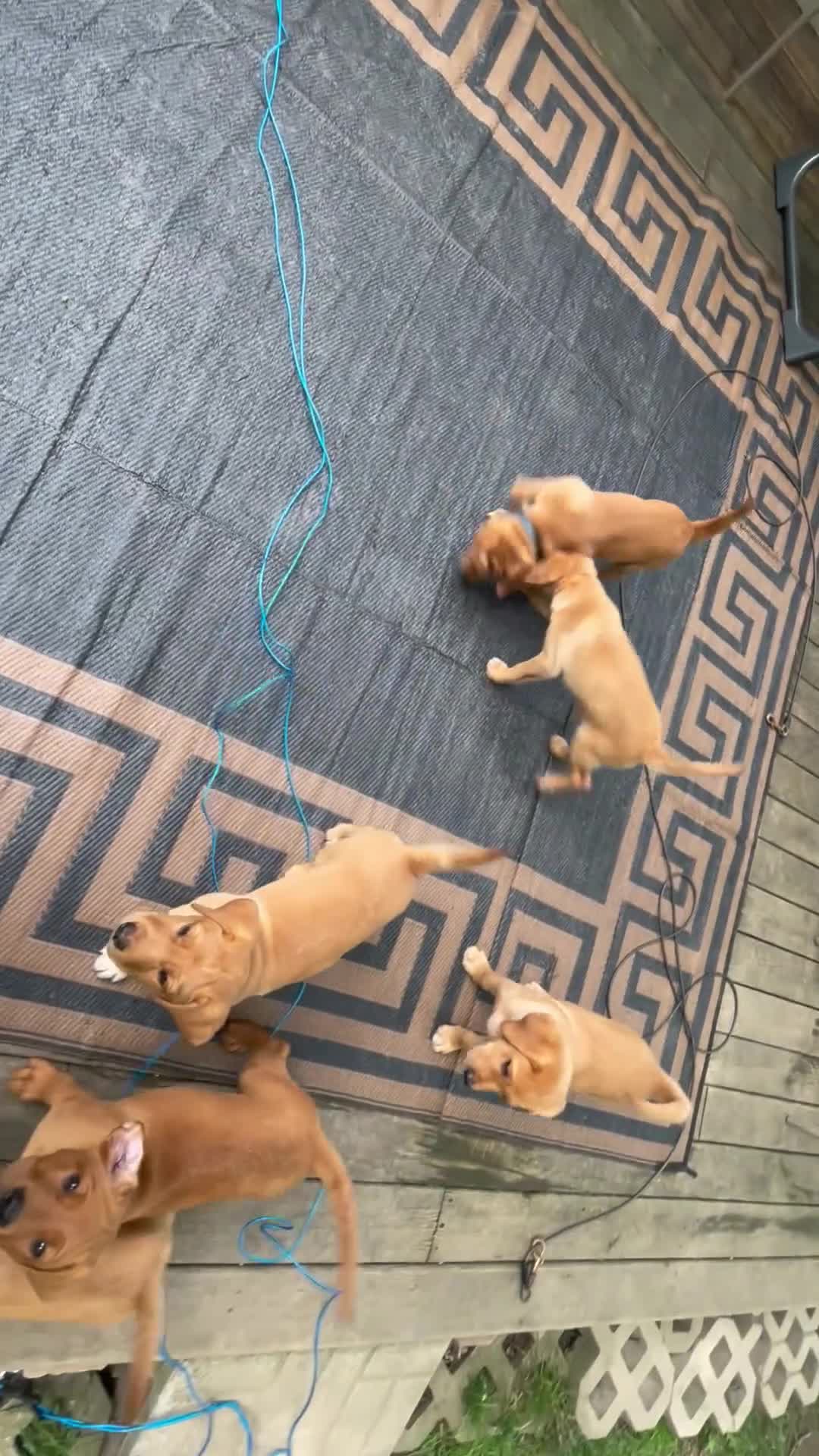 Labrador Retriever dogs for sale: Light green collar Yodi - Video 1