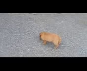 Labrador Retriever dogs for sale: Lilly - Video 1