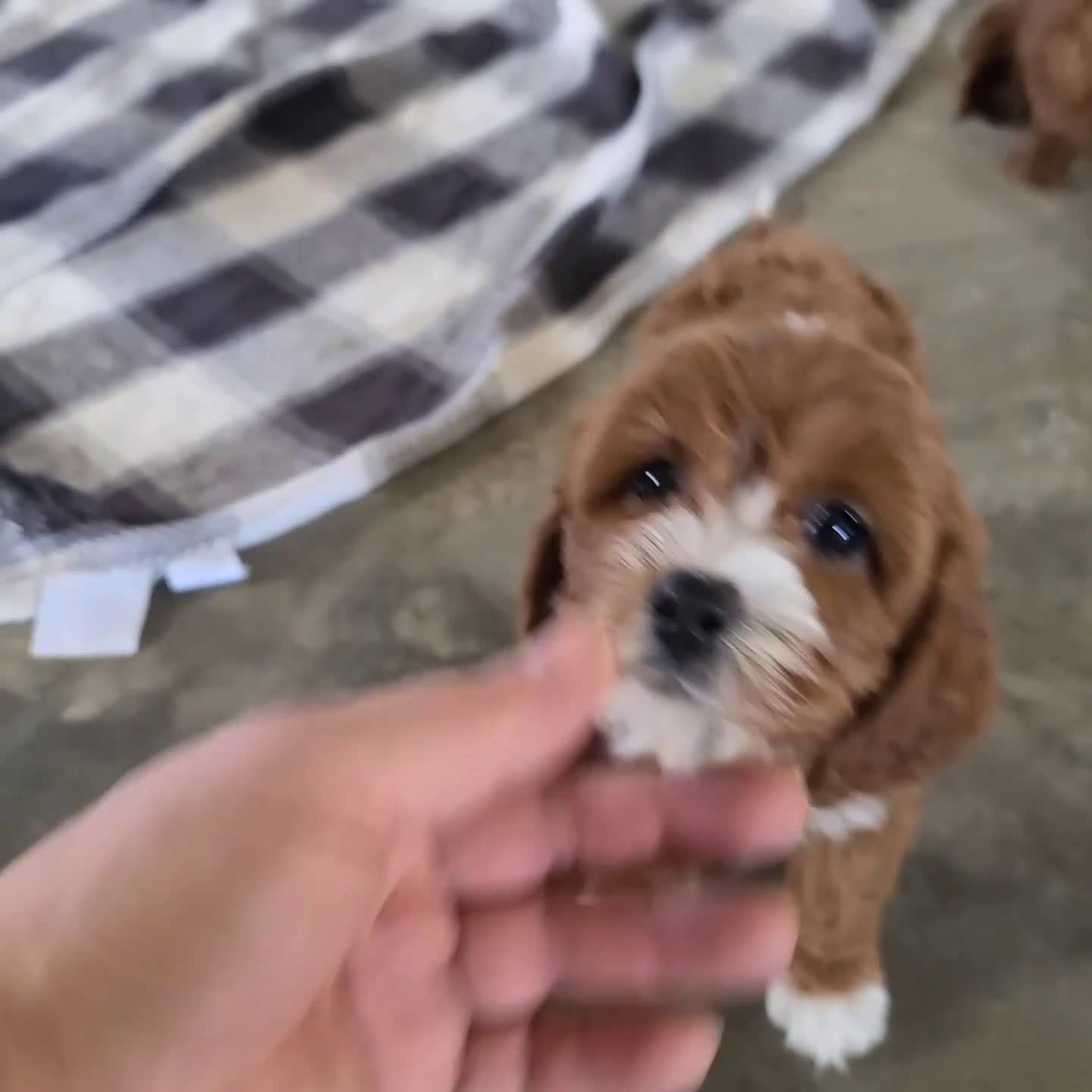 Cavapoo dogs for sale: Benji - Video 1