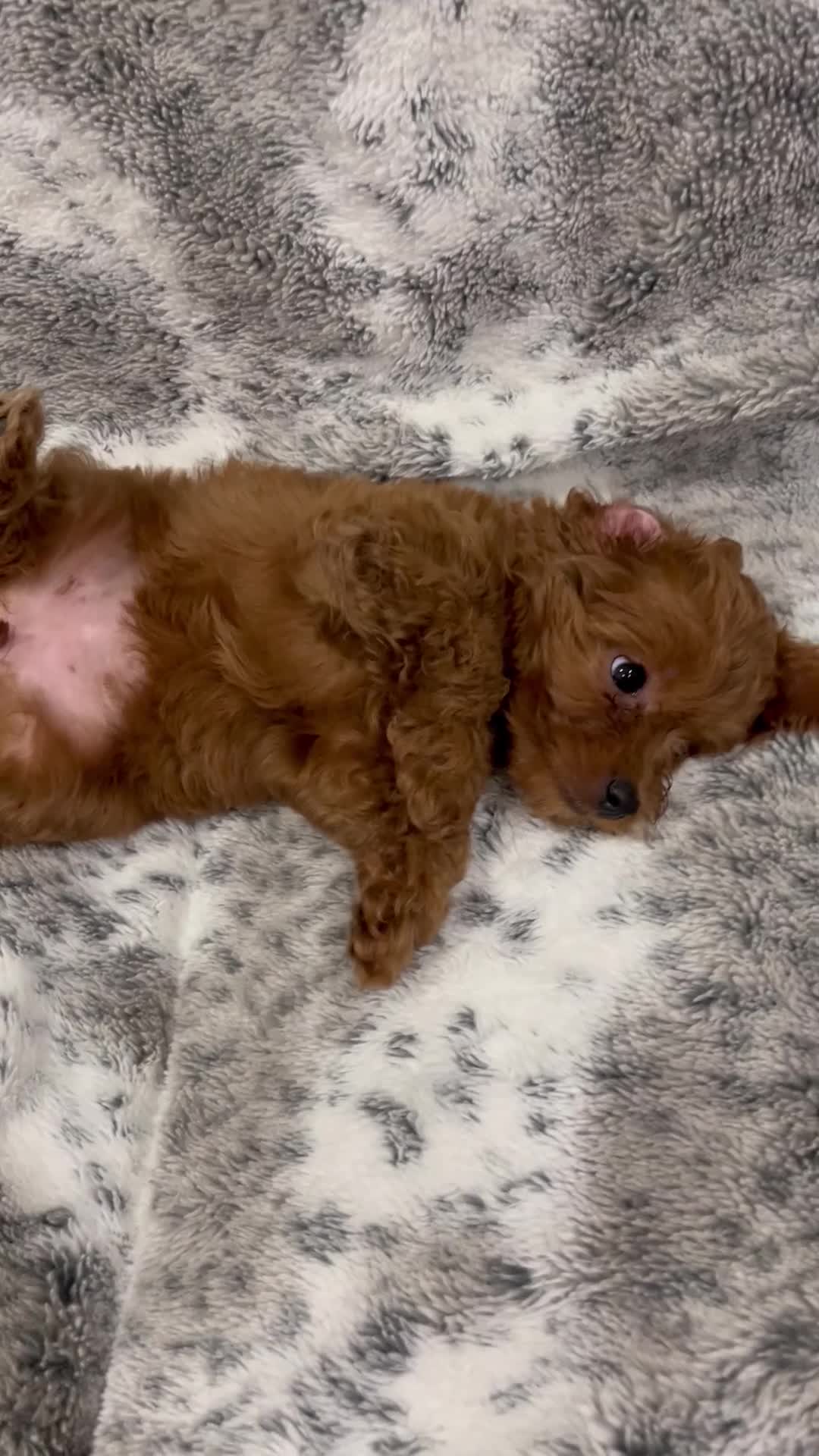 Maltipoo dogs for sale: Chloe  - Video 1
