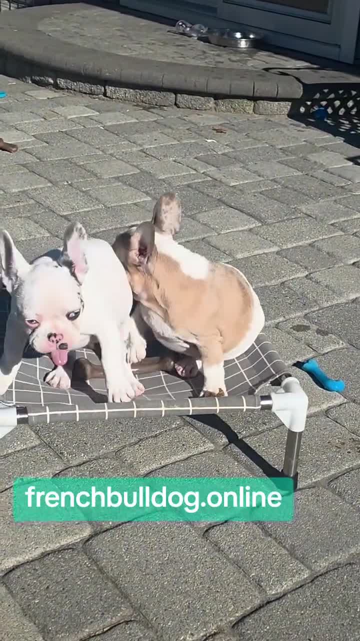 French Bulldog dogs for sale: Siri - Video 1
