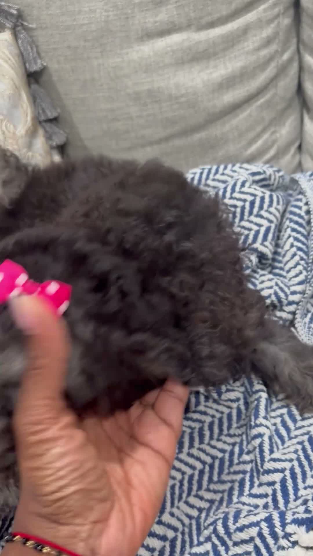 Miniature Poodle dogs for sale: Hershey - Video 1