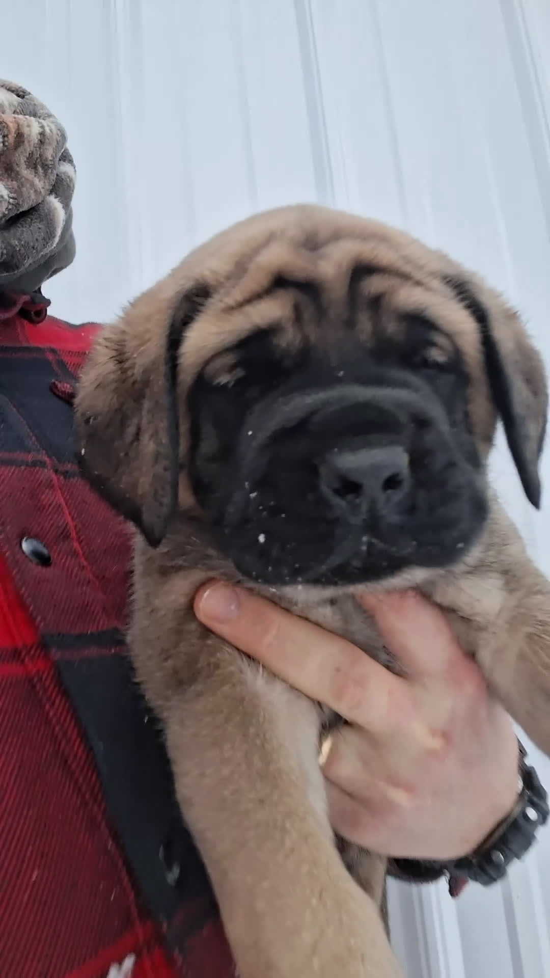 English Mastiff dogs for sale: Nina - Video 1