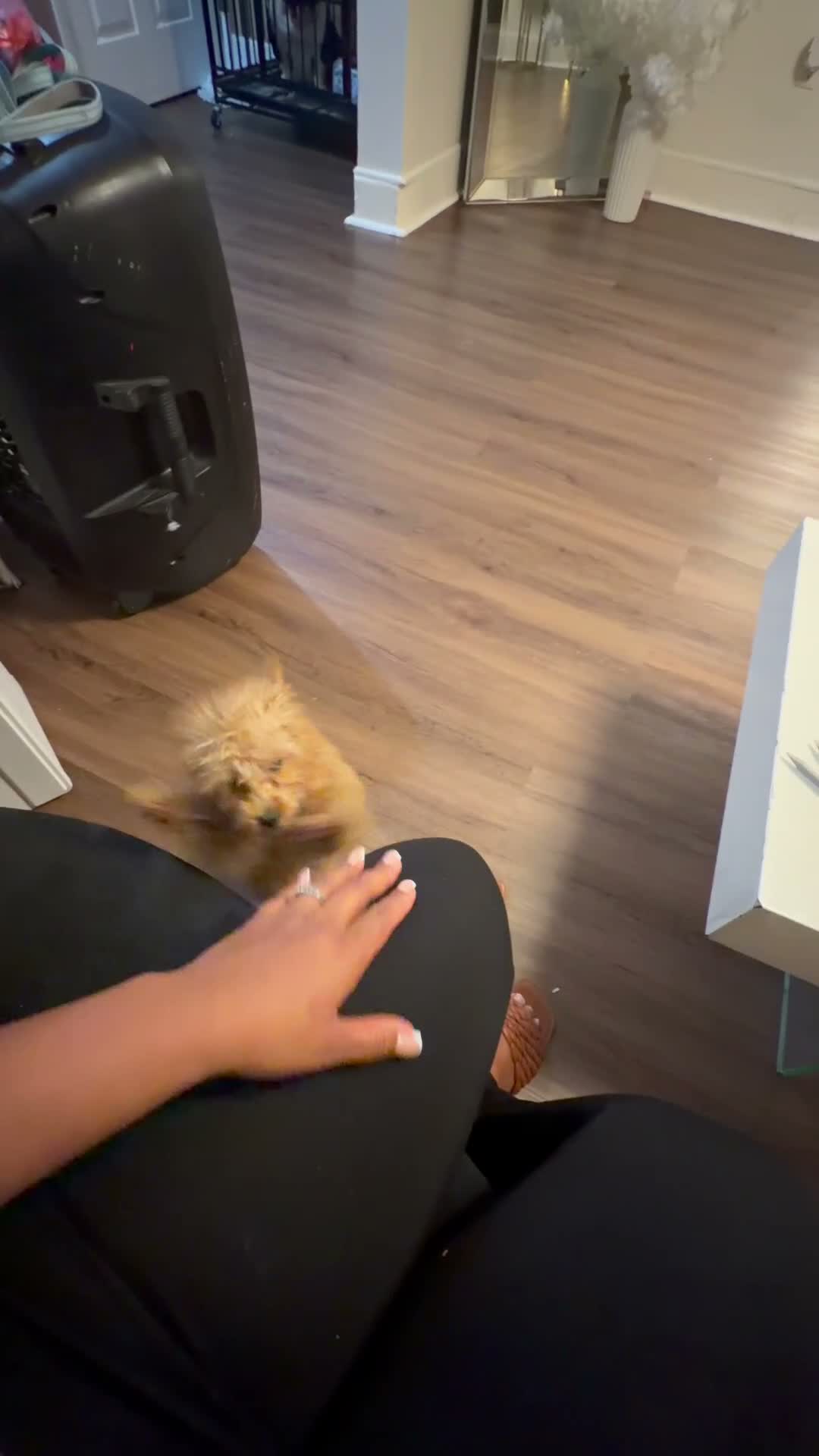 Toy Poodle dogs for sale: Toy Poodle 1 - Video 1