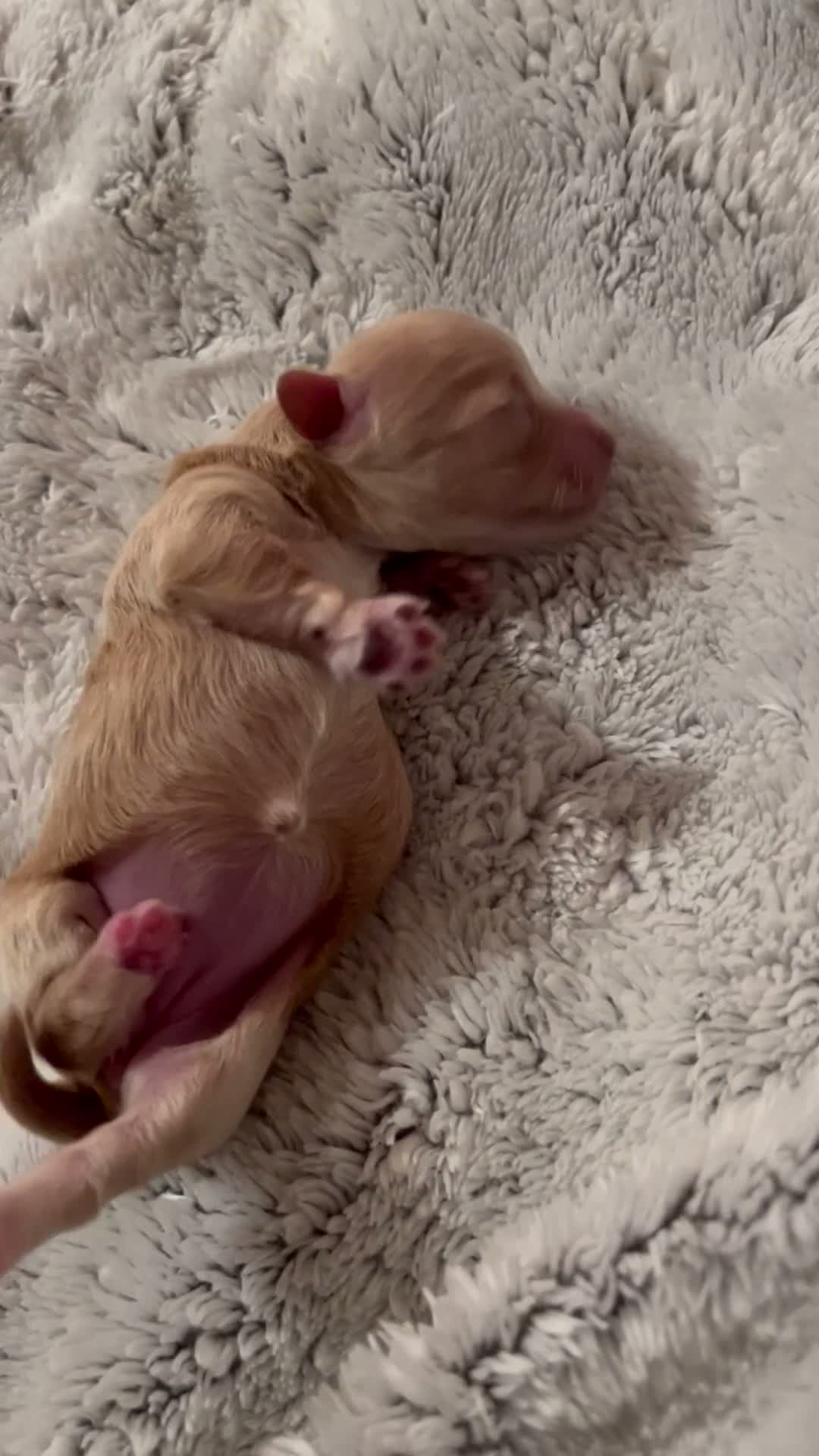 Maltipoo dogs for sale: Ying-The tiny Chinese Maltipoo - Video 2