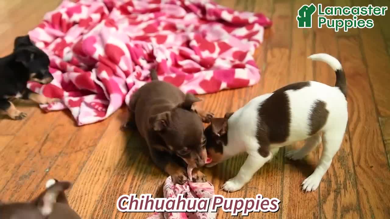 Chihuahua dogs for sale: Pansy - Video 1