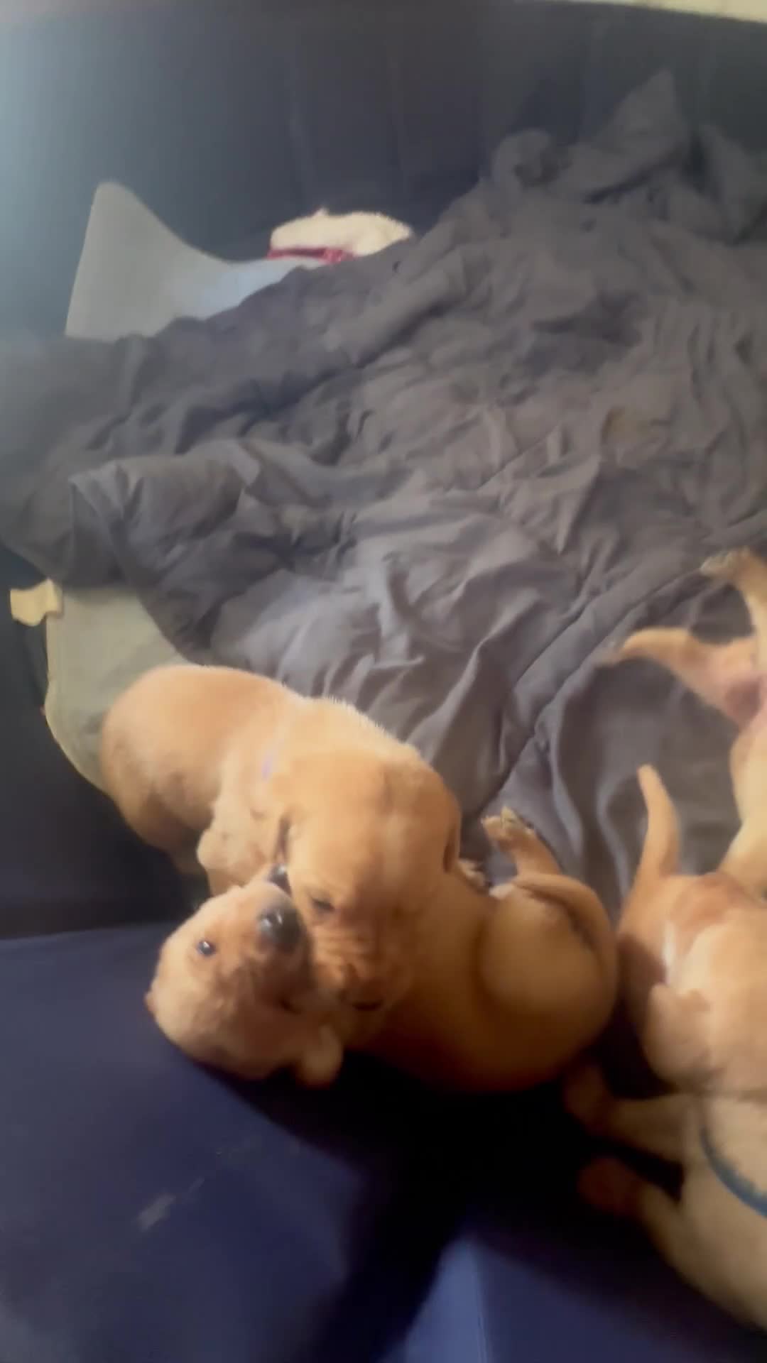 Labrador Retriever dogs for sale: Little John - Video 1