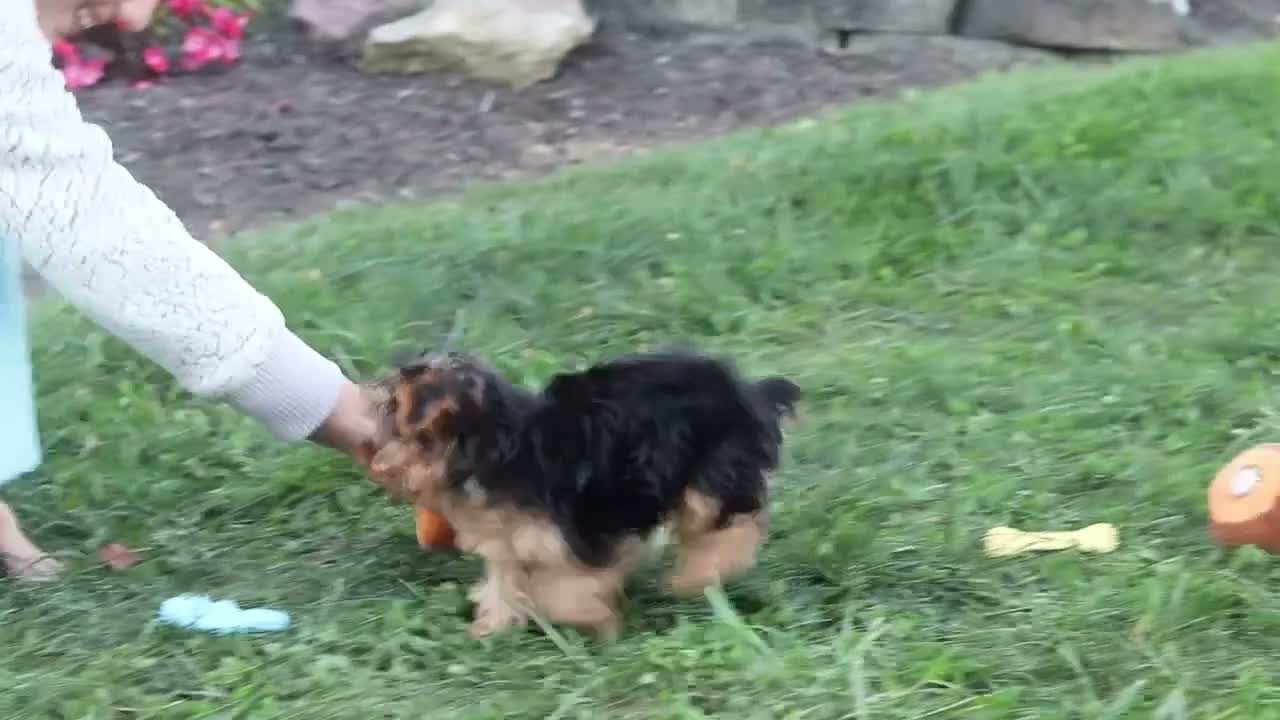Yorkiepoo dogs for sale: Beckham - Video 1