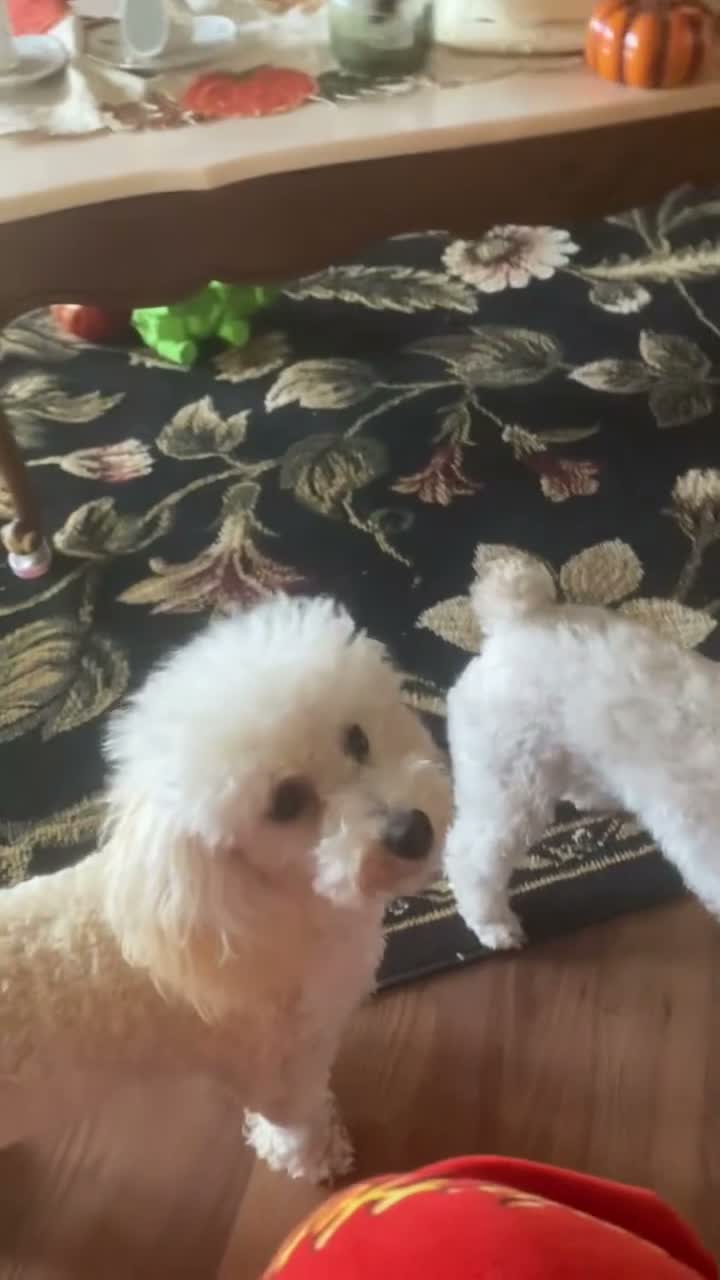 Toy Poodle dogs for sale: Biscuit 🤍🐻‍❄️ - Video 4