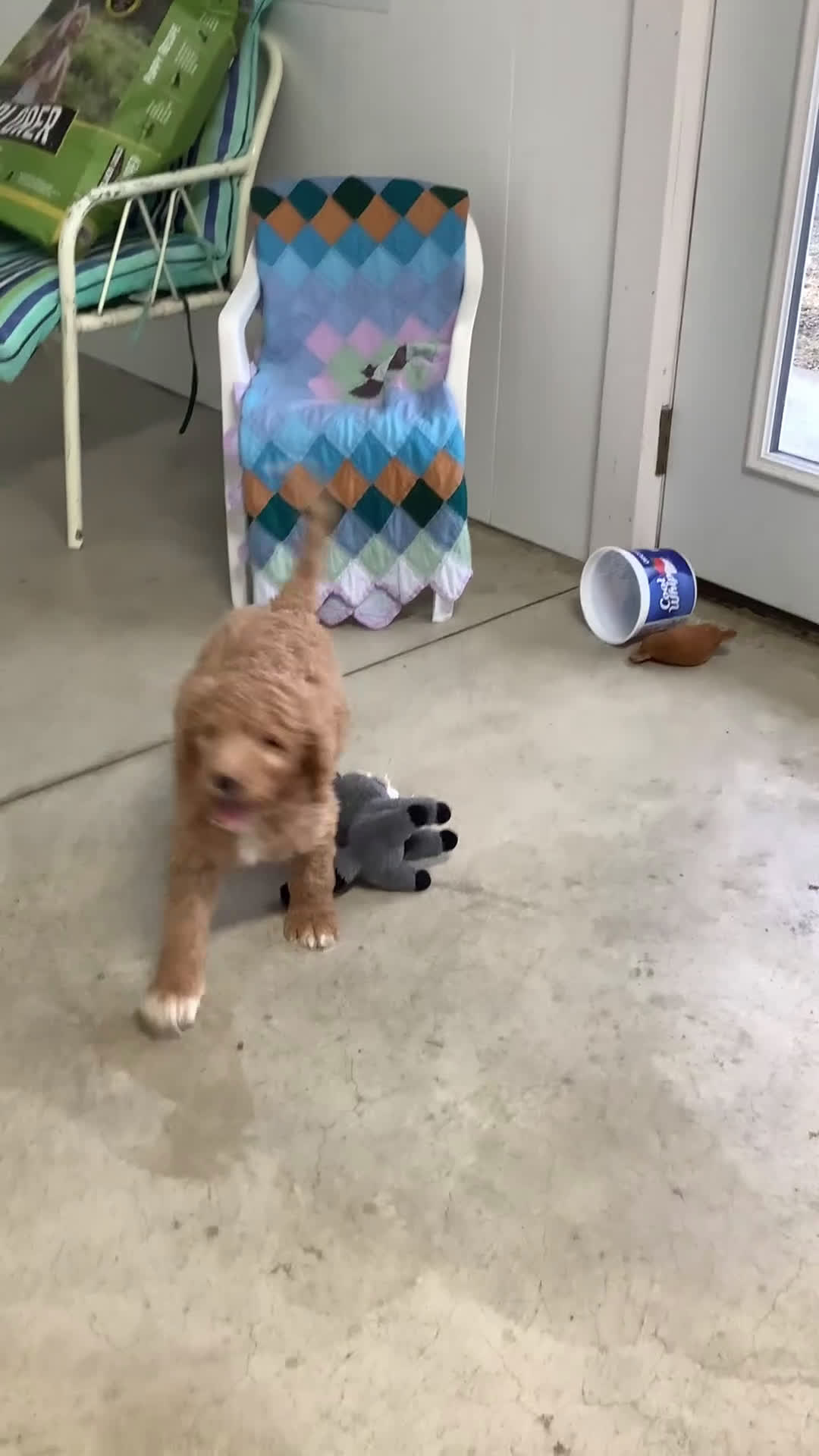 Goldendoodle dogs for sale: Freddie Goldendoodle Puppy 2 - Video 1