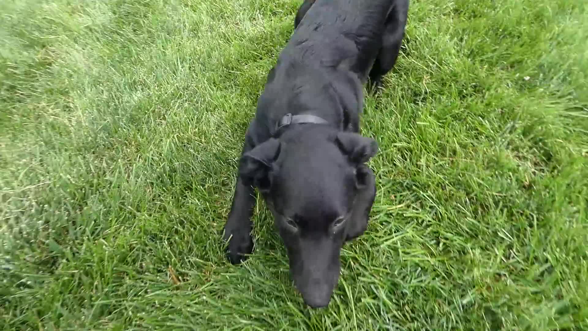 Sheprador dogs for sale: Golden Shepherd 5 Wes - Video 1