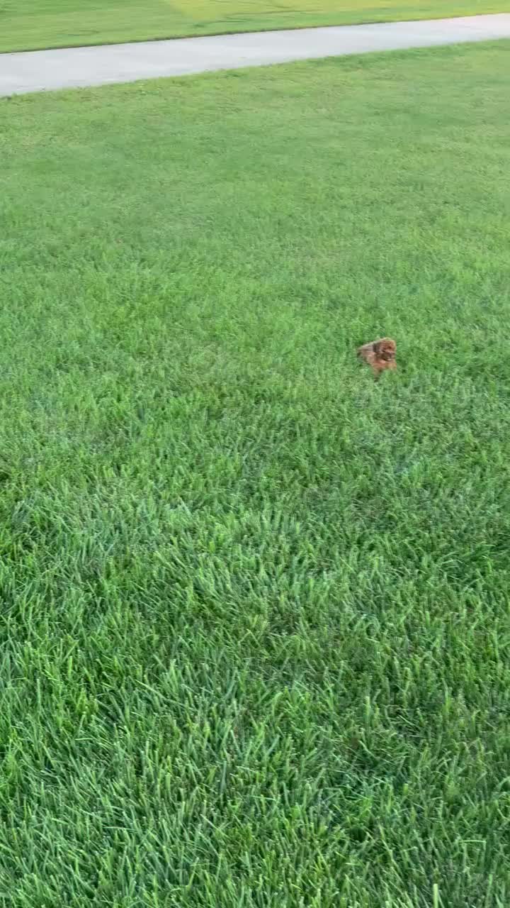 Shihpoo dogs for sale: TINY SAM - Video 1